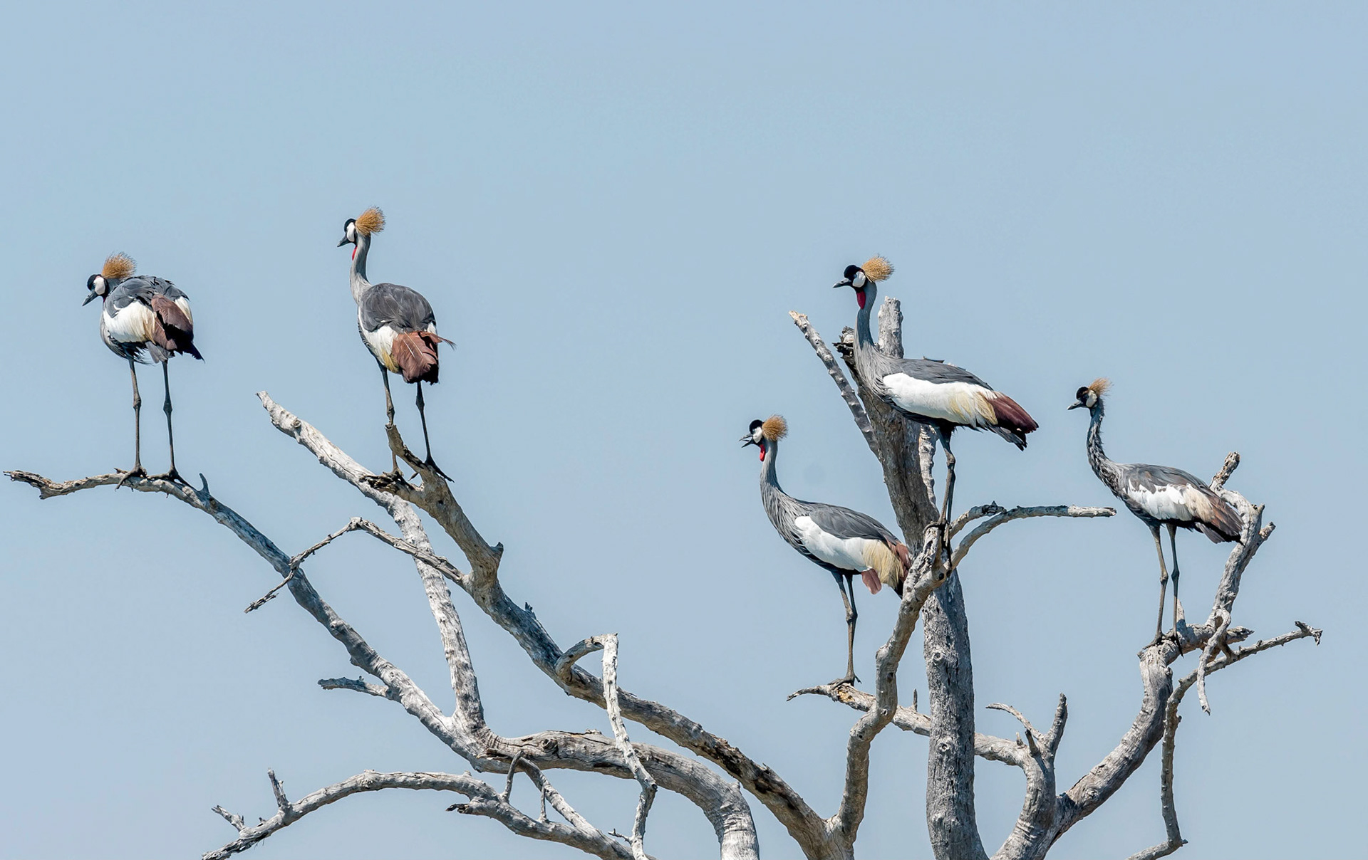 Grey Crowned Cranes, Mukambi Zambia 01/09/17