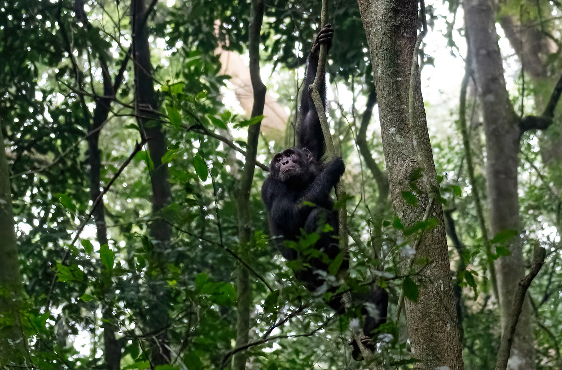 Chimpanzee in the canopy, Kibale Forest Park, Uganda. 03-08-23.