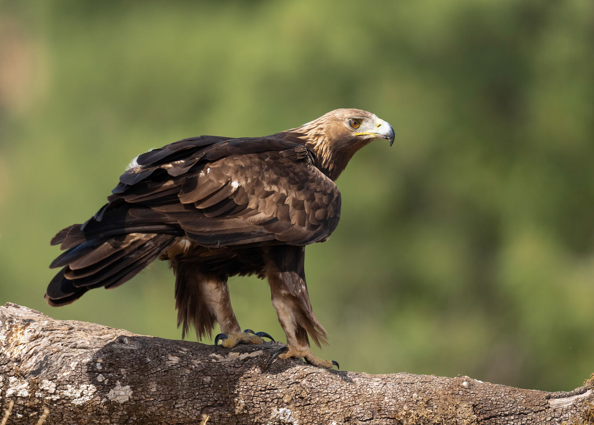 Golden Eagle, Adamuz, Andalucia, Spain. 30/05/22.