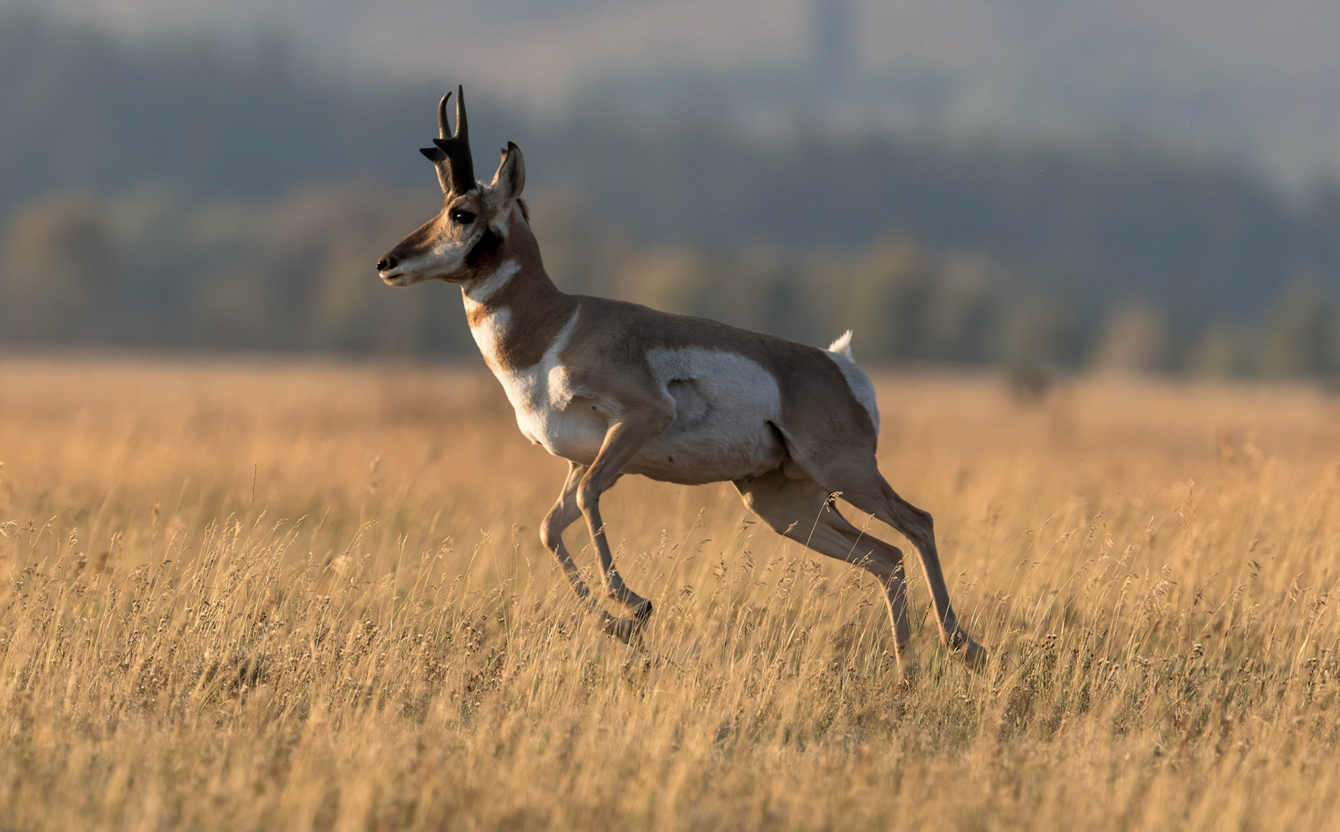 Male Pronghorn. Grand Teton NP. Wyoming 12/09/18