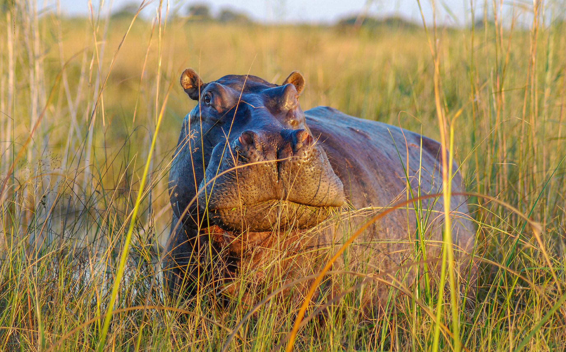 Hippopotamus m, Mazambala, Caprivi Namibia 14/05/11