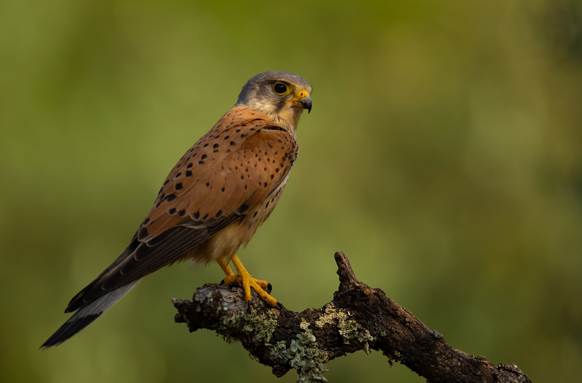 Male Kestrel, Adamuz, Andalucia Spain. 30-05-23.