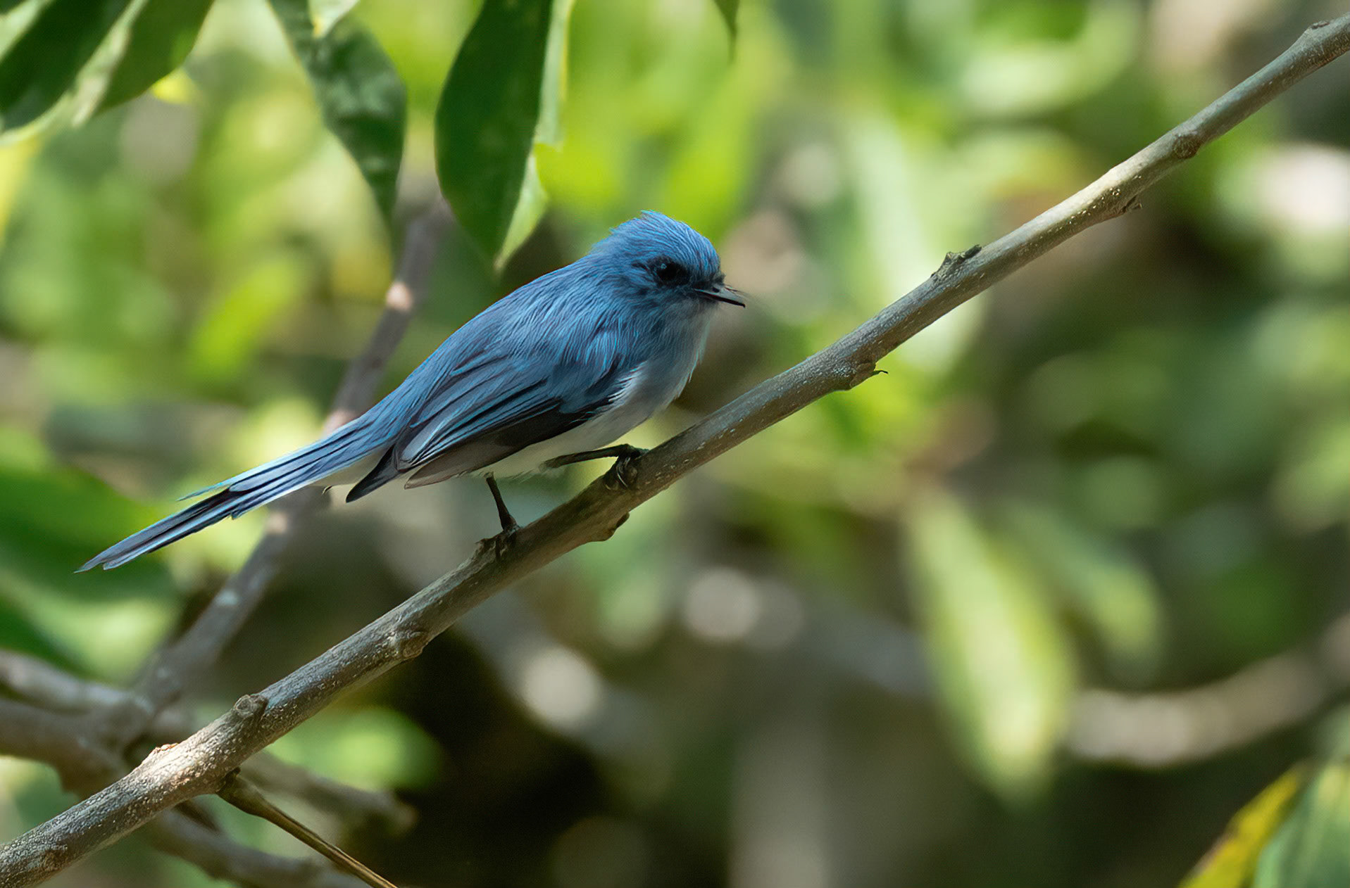 Blue Crested Flycatcher, Bwindi Forest, Uganda. 05-08-23.