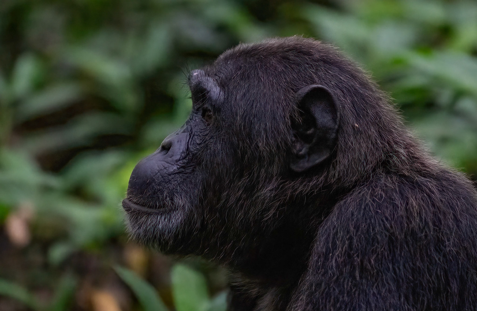 Male Chimpanzee, Kibale Forest Park, Uganda. 03-08-23.