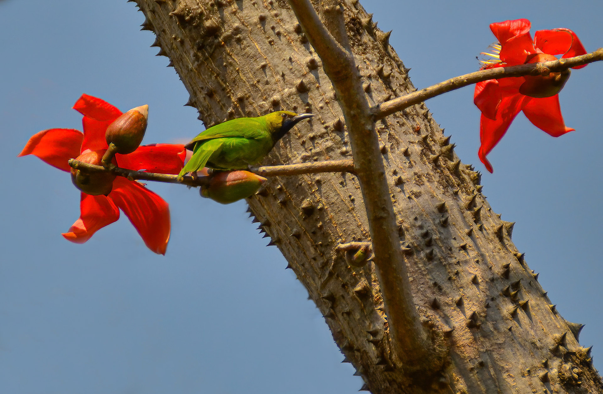 Jerdon's Leaf Bird m, Bandhavgarh, Madhya Pradesh India 18/03/14.
