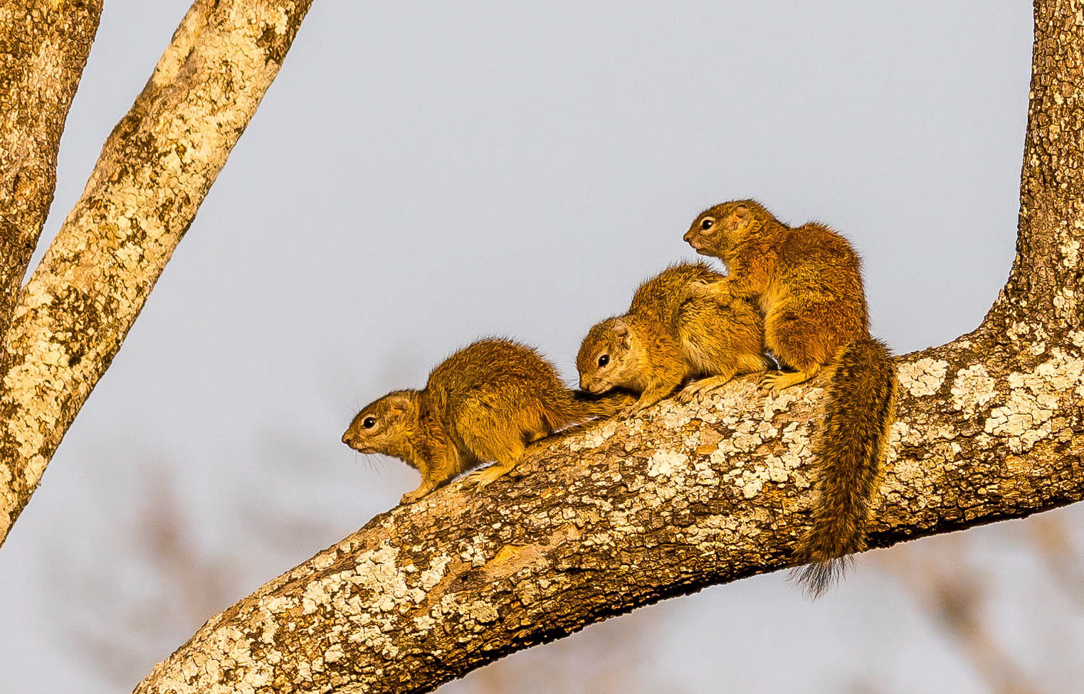 Tree Squirrels, Mukambi Zambia 03/09/17