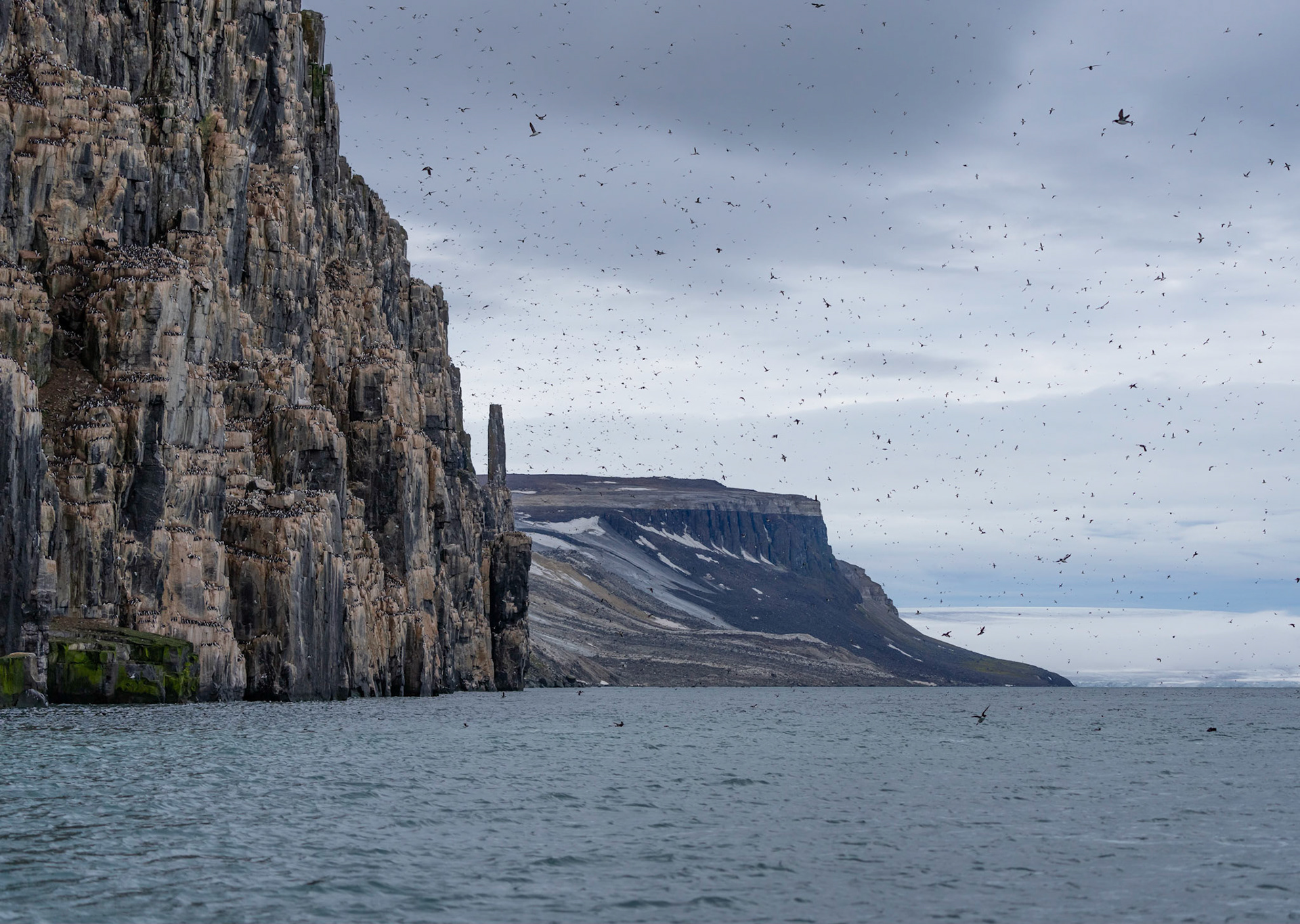 Alkefjellet cliffs, (300,000 Brunnich's colony) Hinolpen Strait, Svalbard. 04-08-2022.