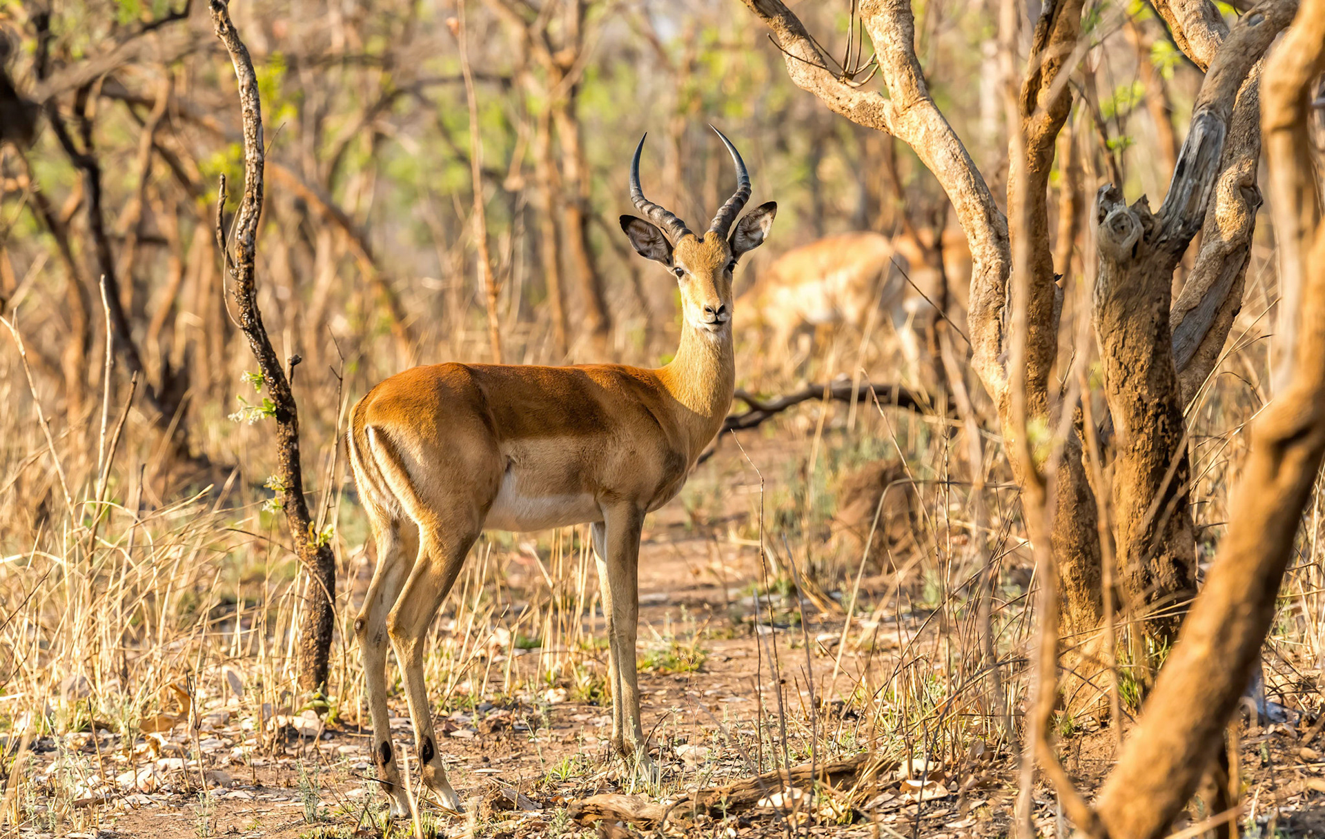 Impala m, Mukambi Zambia 02/09/17