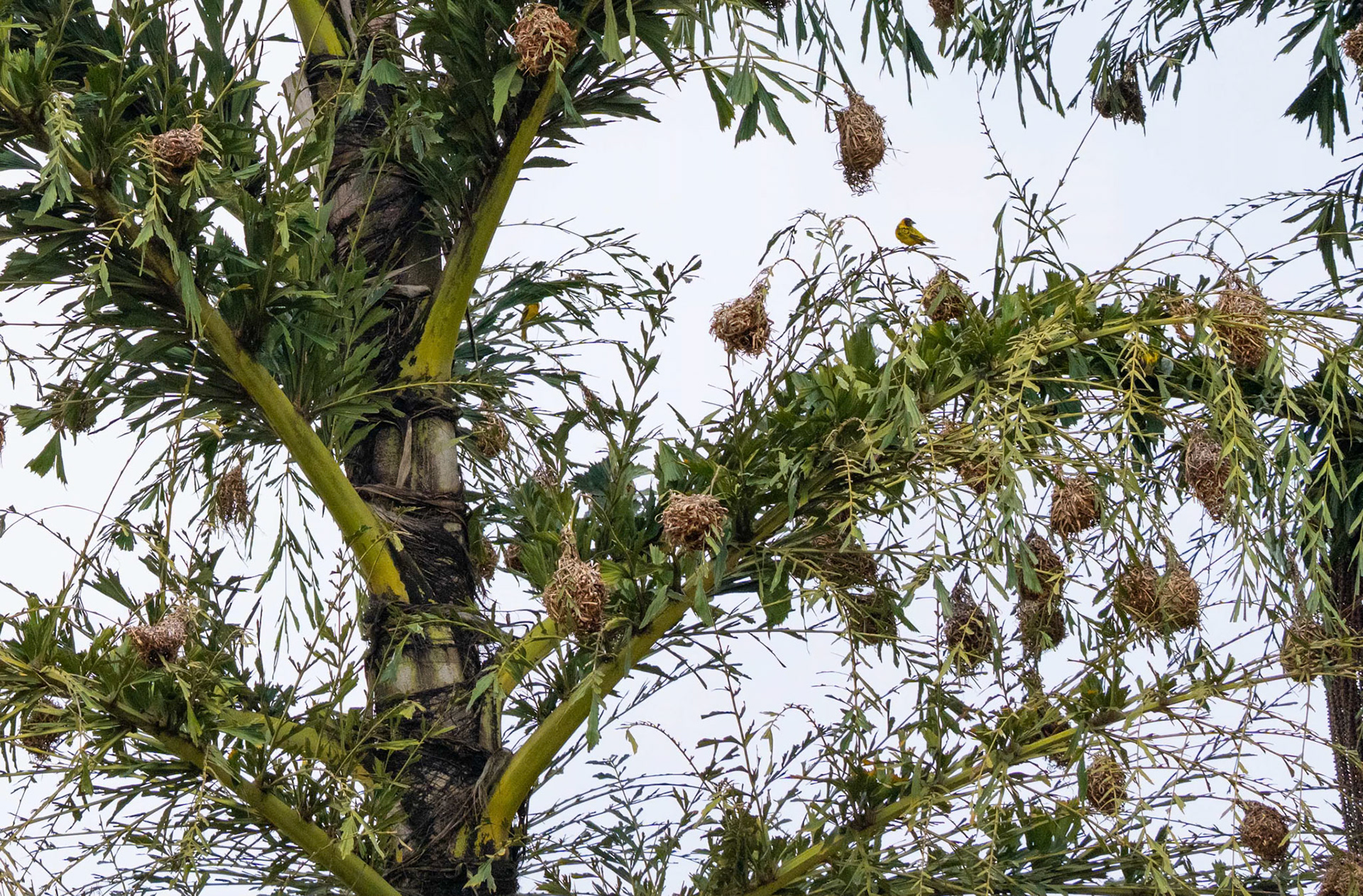 Black-headed Weaver Colony, Mityana, Uganda. 02-08-23.