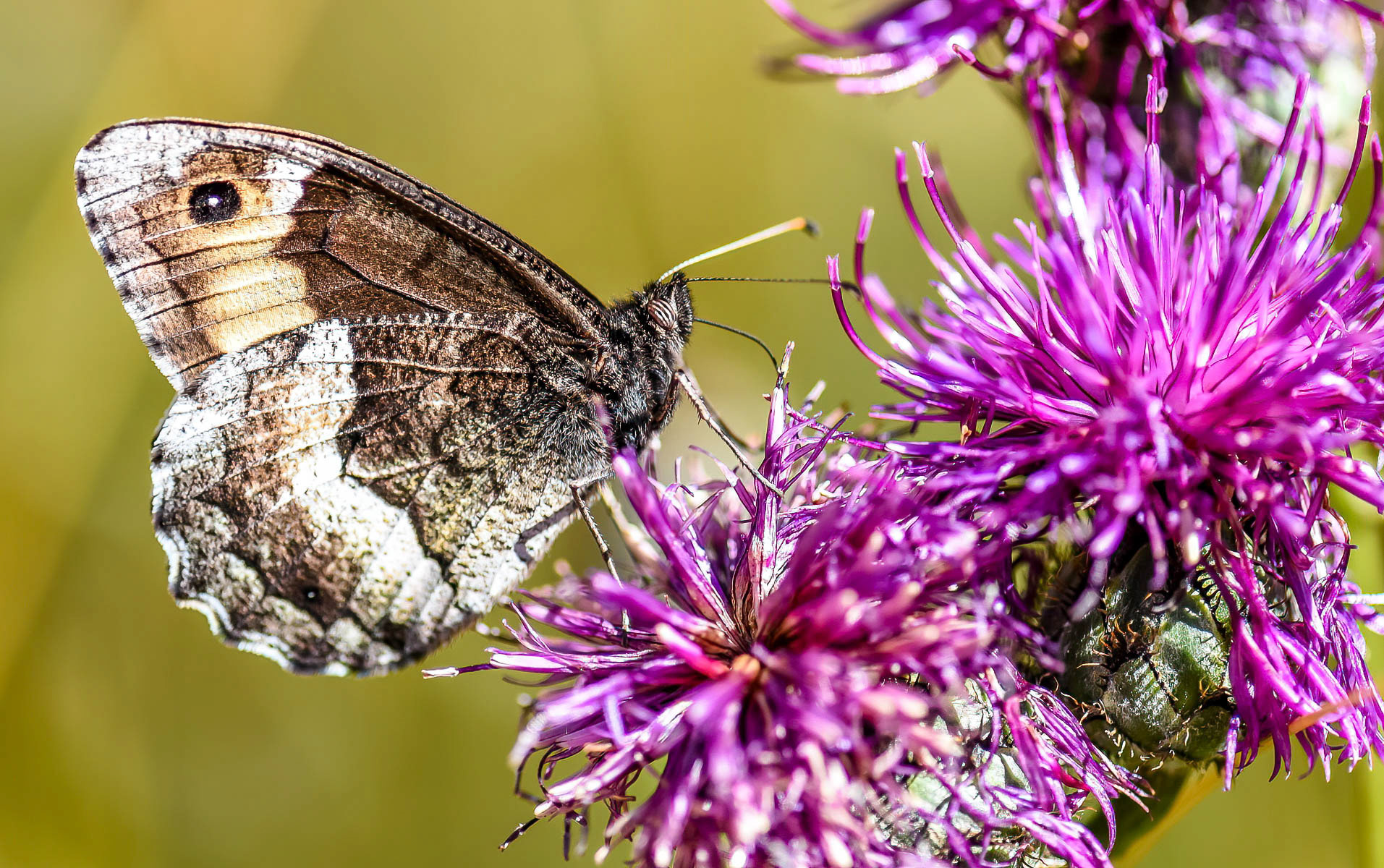 Rock Grayling, Picos Mtns., Spain 17/07/16