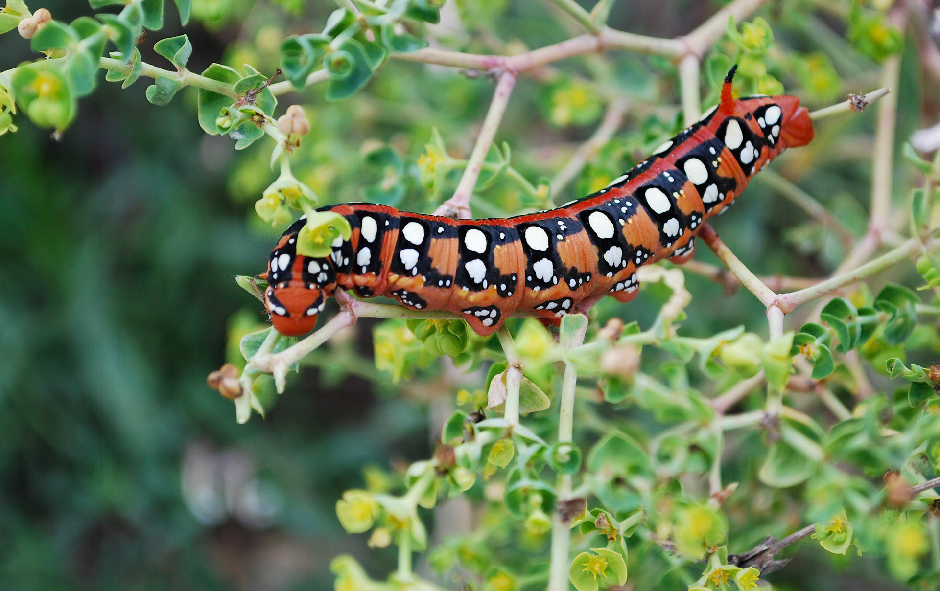 Spurge Hawkmoth caterpillar on Euphorbia La Biar, Teulada Spain 14/09/09