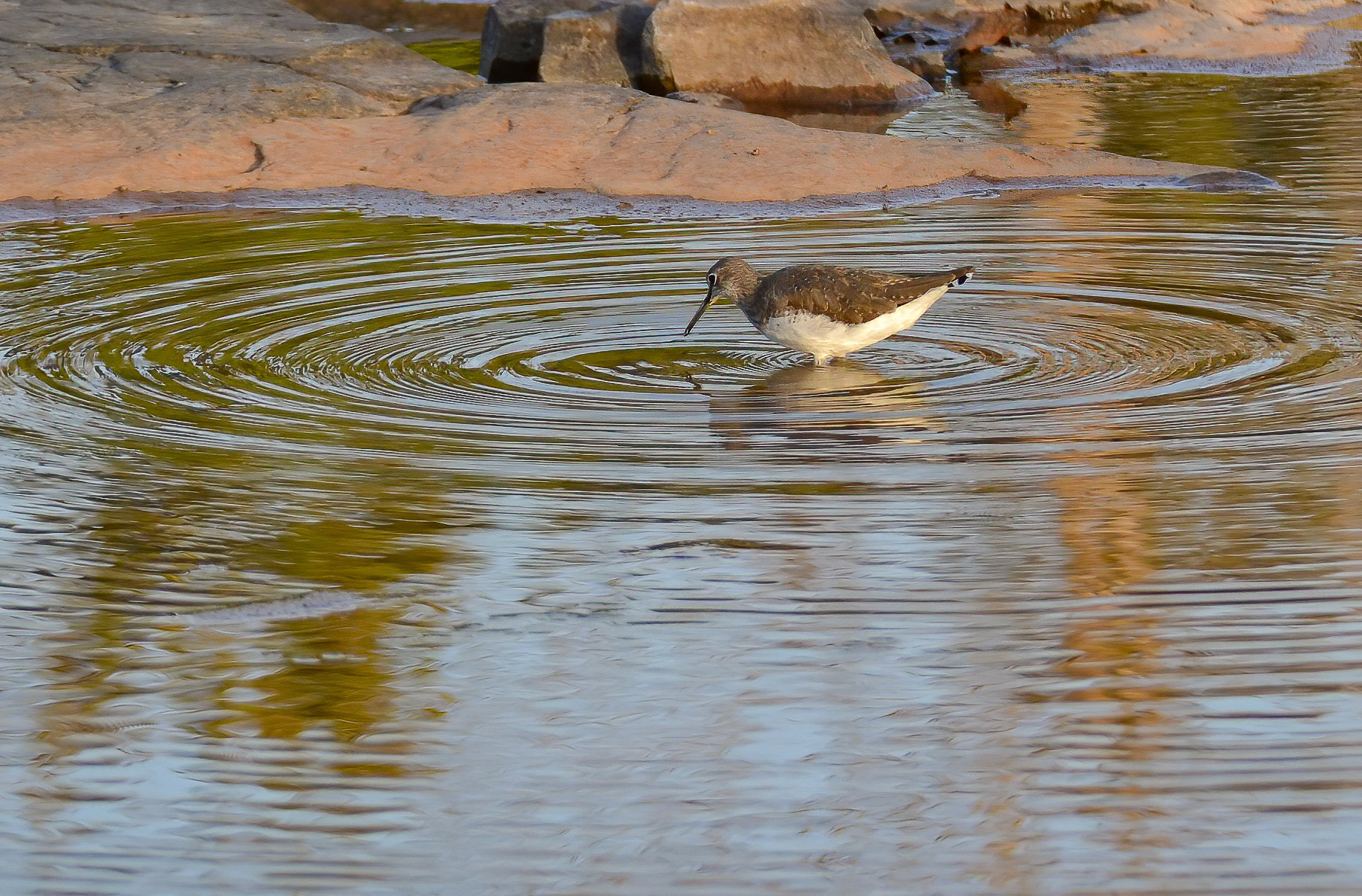 Green Sandpiper, Panna NP, Madhya Pradesh India 16/03/14.
