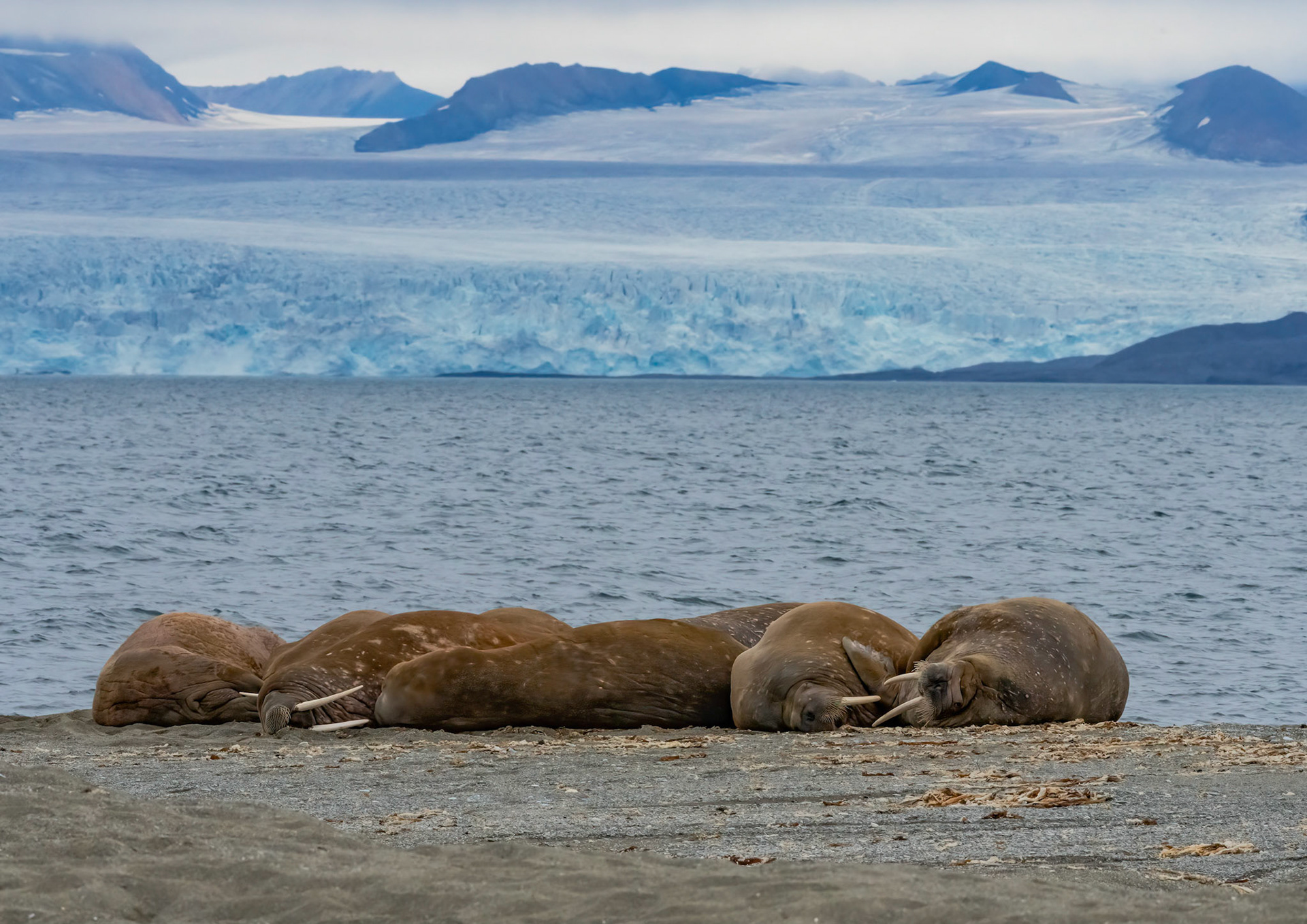 Walrus haul out on East coast of Prins Karl Forland (clam beds offshore). St. Jonfjorden glacier opposite. Svalbard. 10-08-2022.