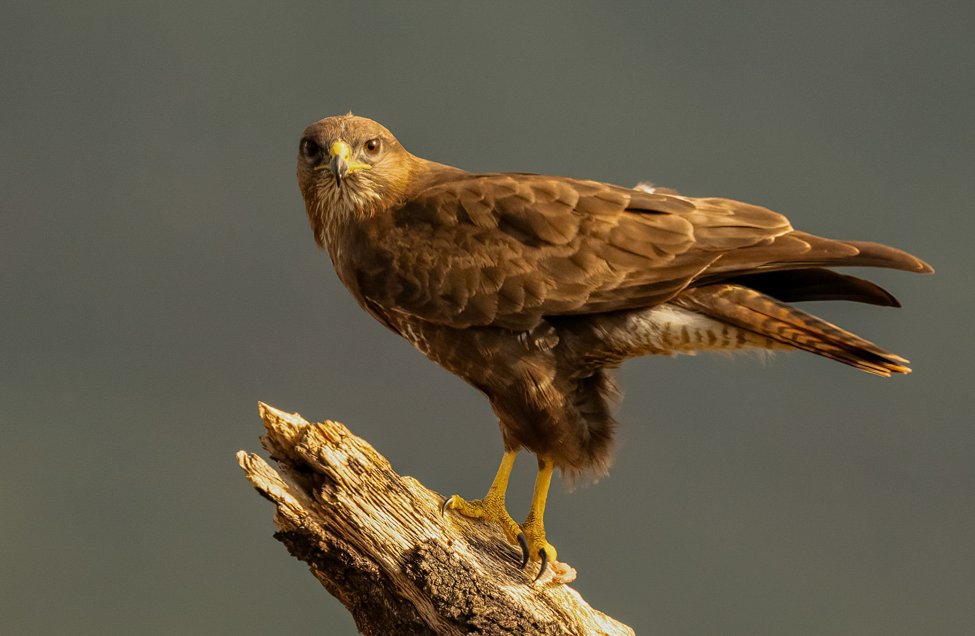 Male Buzzard, Adamuz Andalucia, Spain. 31-05-23.