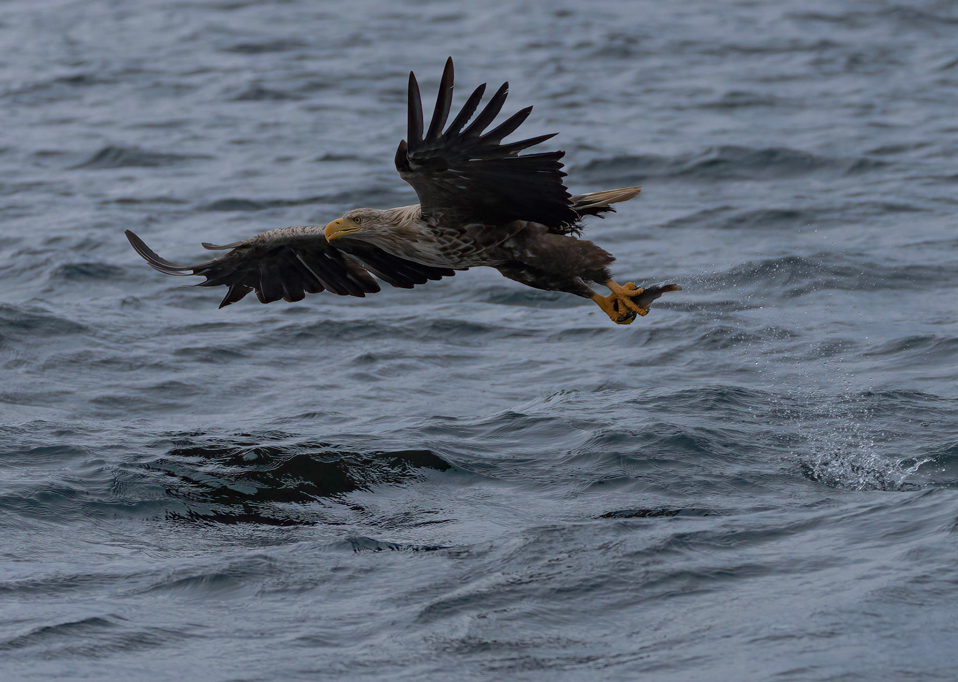 White-tailed Eagle, Loch Na Keal, Mull, Scotland. 05/08/21.