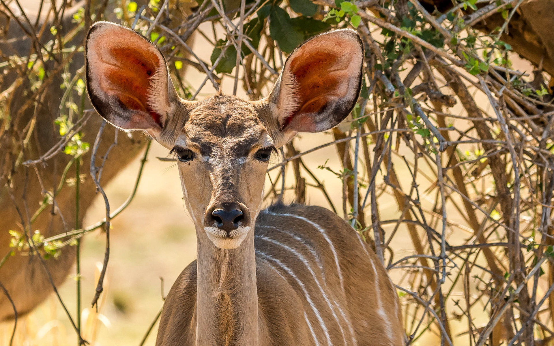 Female Kudu, Kafunta Zambia 09/09/17