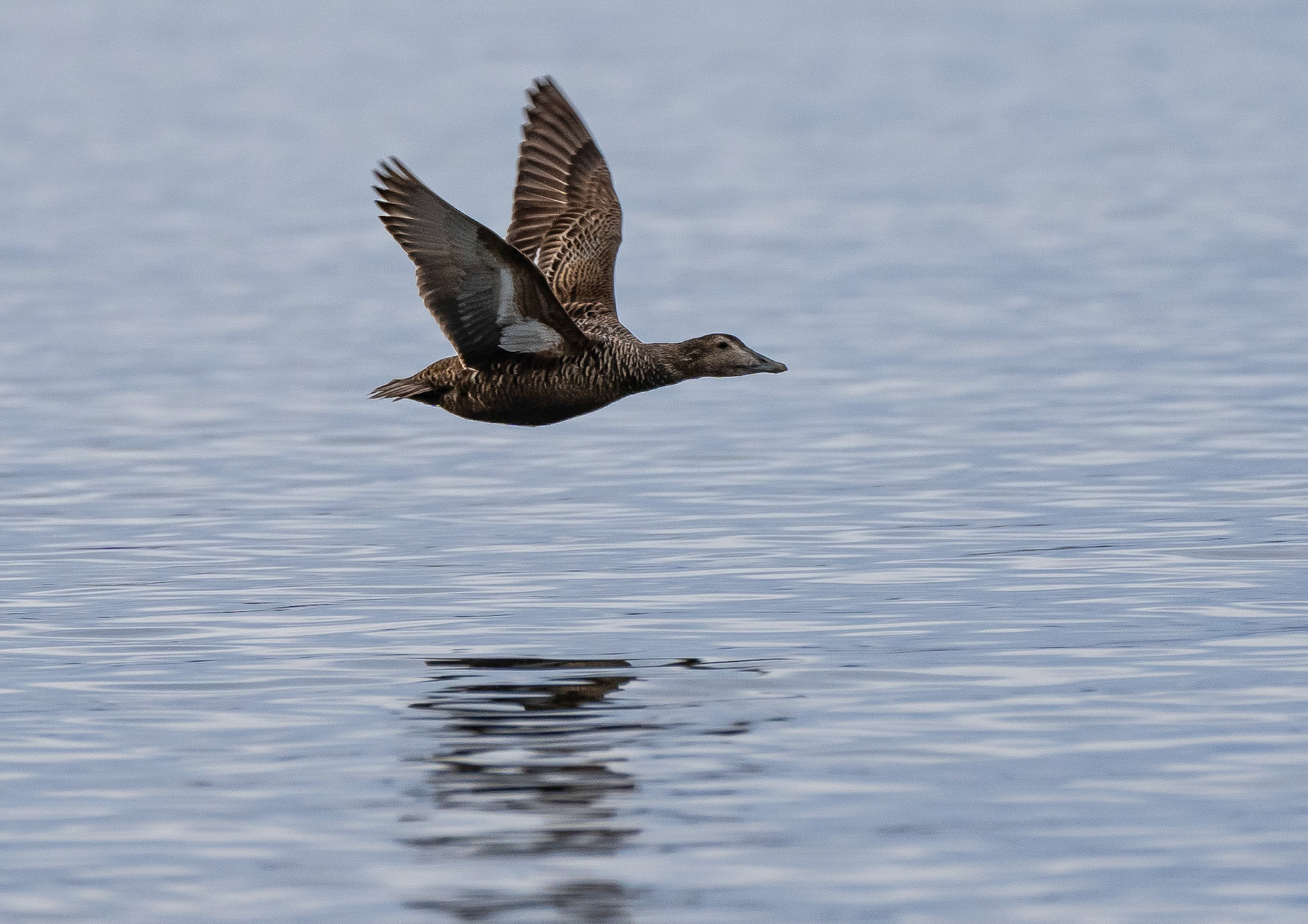 Female Eider Duck, Moab Bay, Svalbard. 09-08-2022.