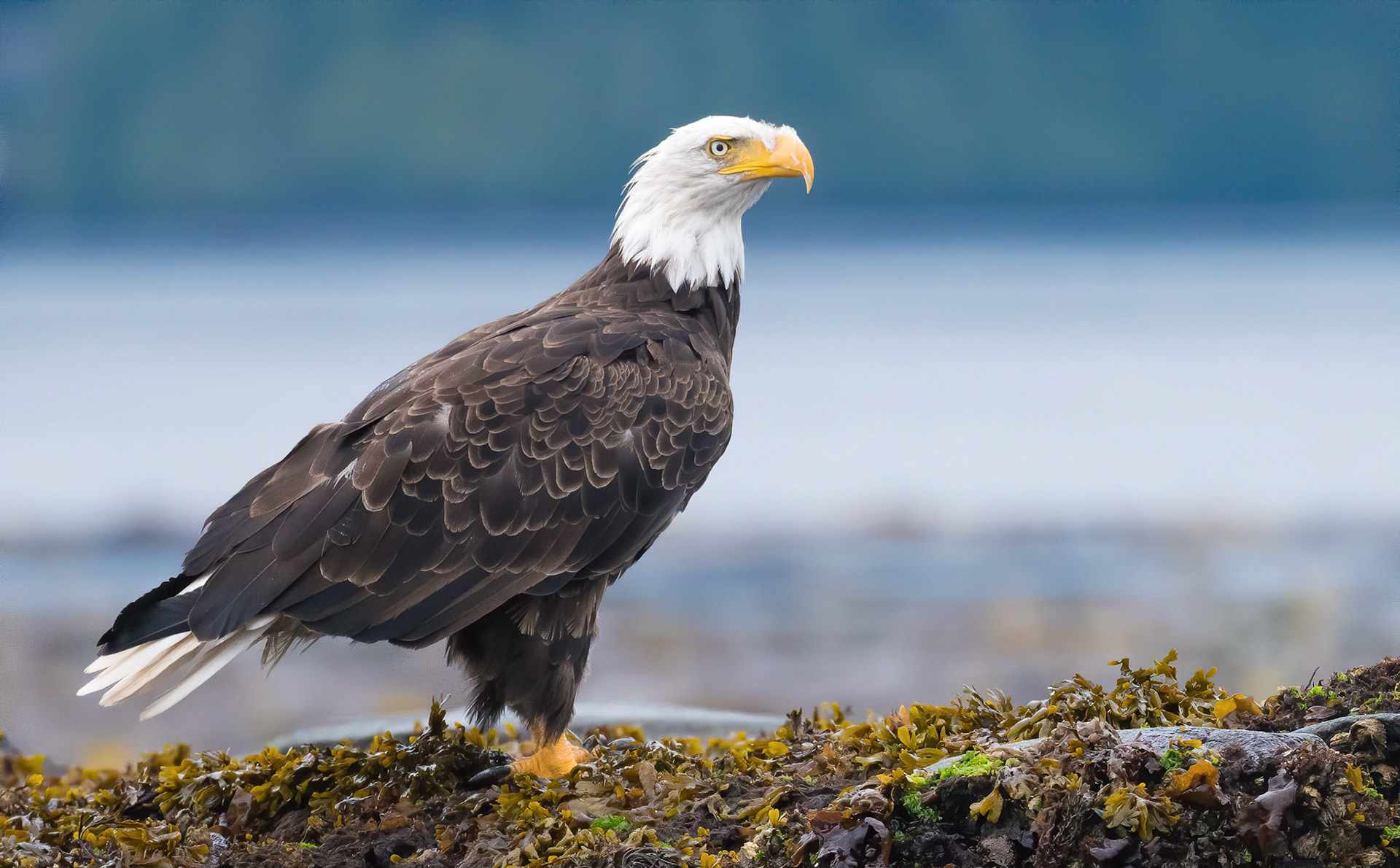 Bald Eagle. Broughton Strait. Vancouver island 22/09/18