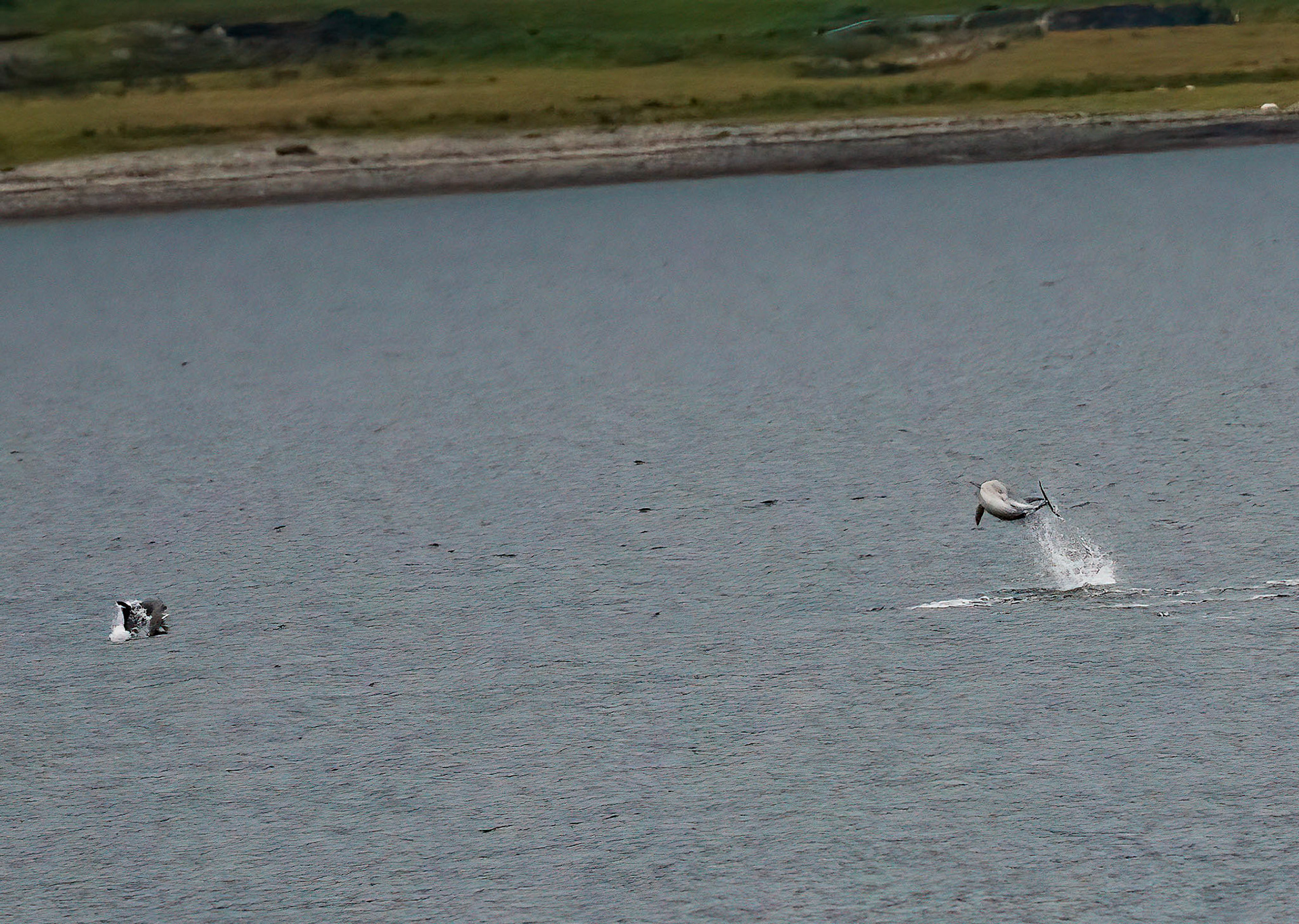Common Dolphin, Loch Na Keal, Mull, Scotland. 05/08/21.