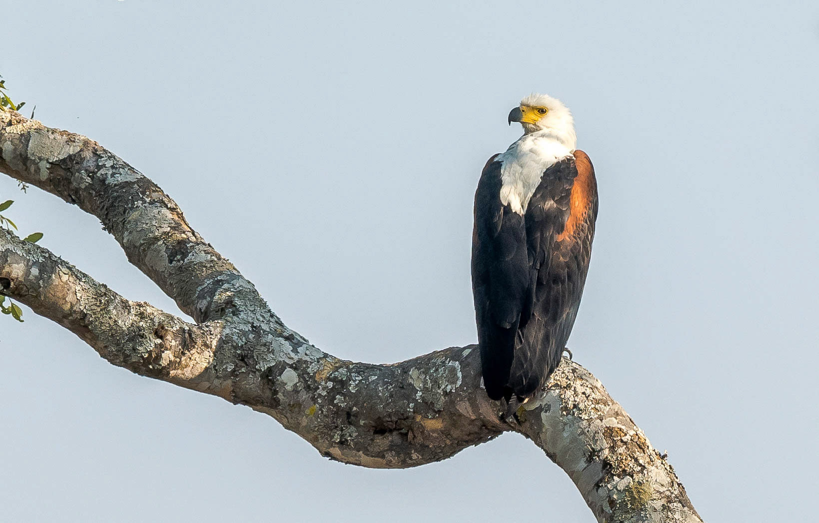 African Fish Eagle, Mukambi Zambia 02/09/17