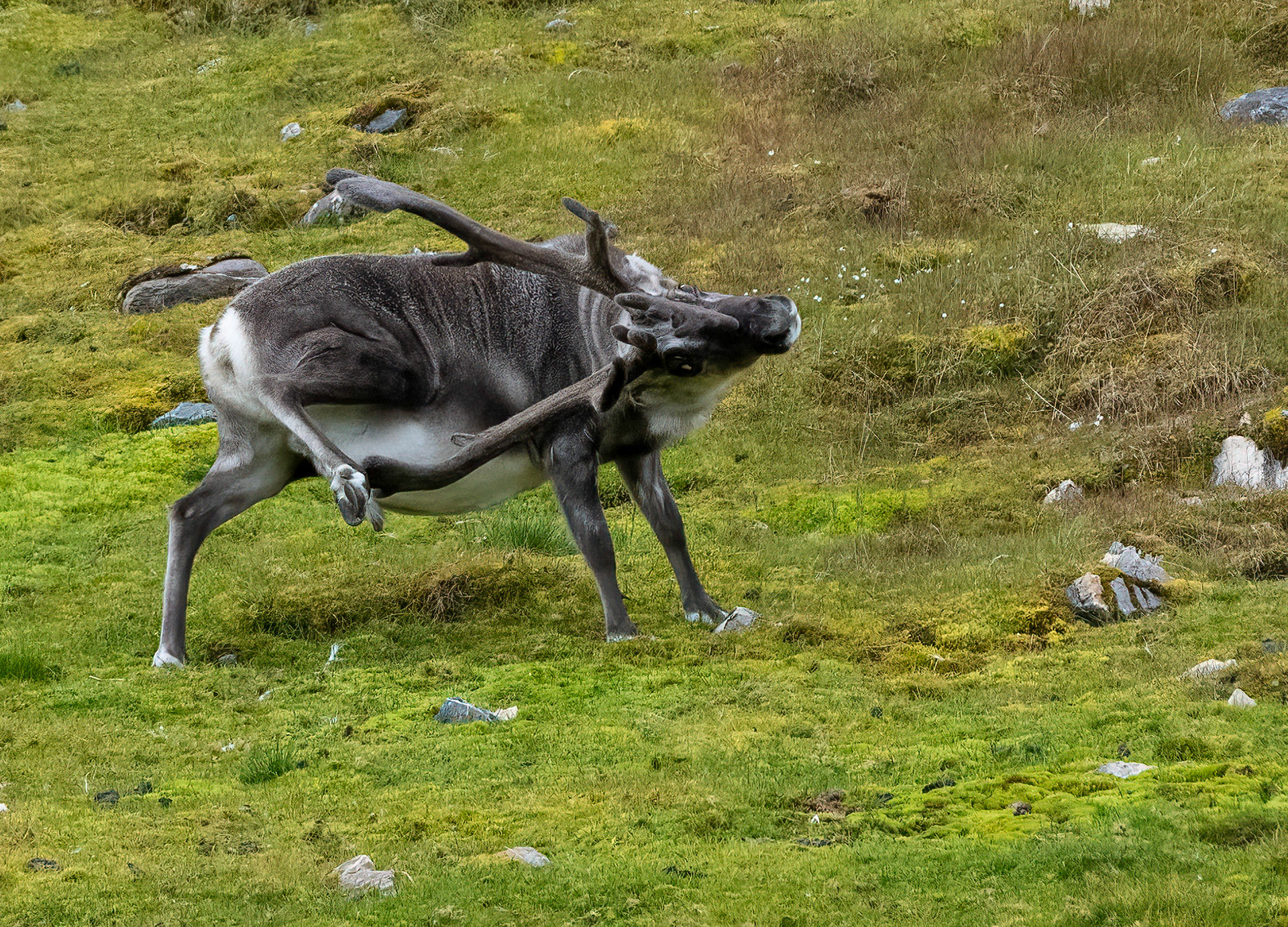 Reindeer, Nathorstland, Svalbard. 08-08-2022.
