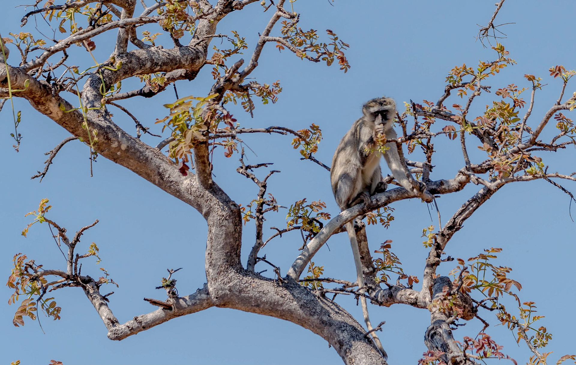 Vervet Monkey, Mukambi Zambia 01/09/17