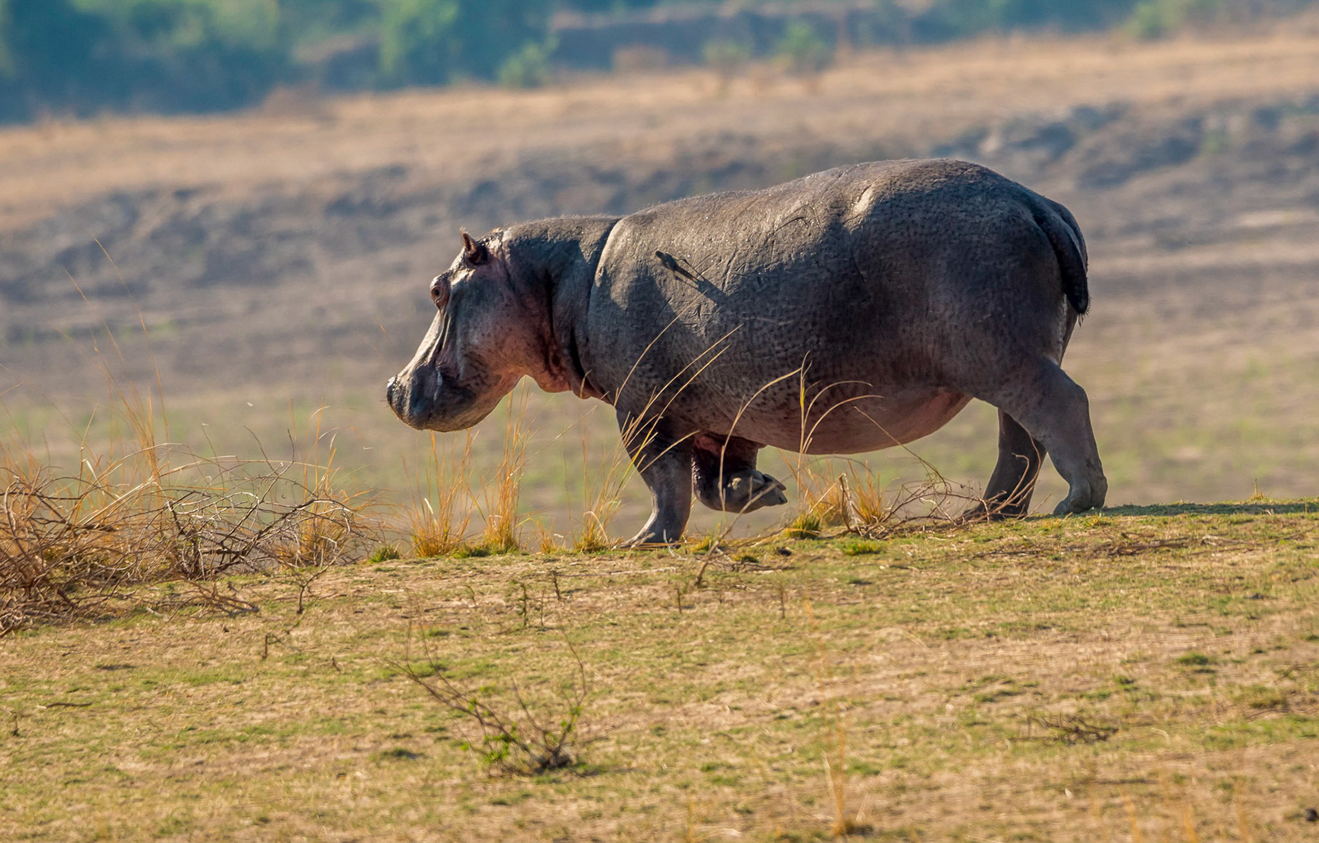 Hippopotamus, Kafunta Zambia 09/09/17