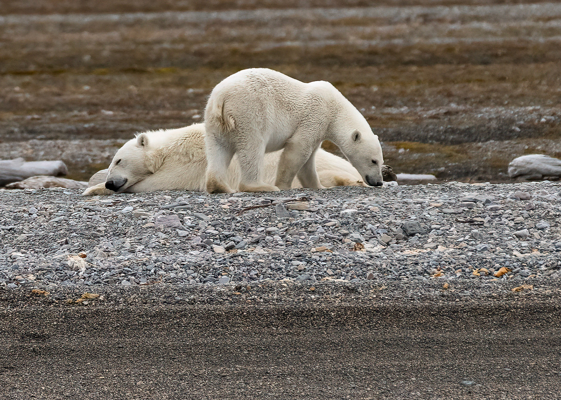 Female Polar Bear with cub, Lomfjorden shore, Svalbard. 04-08-2022.