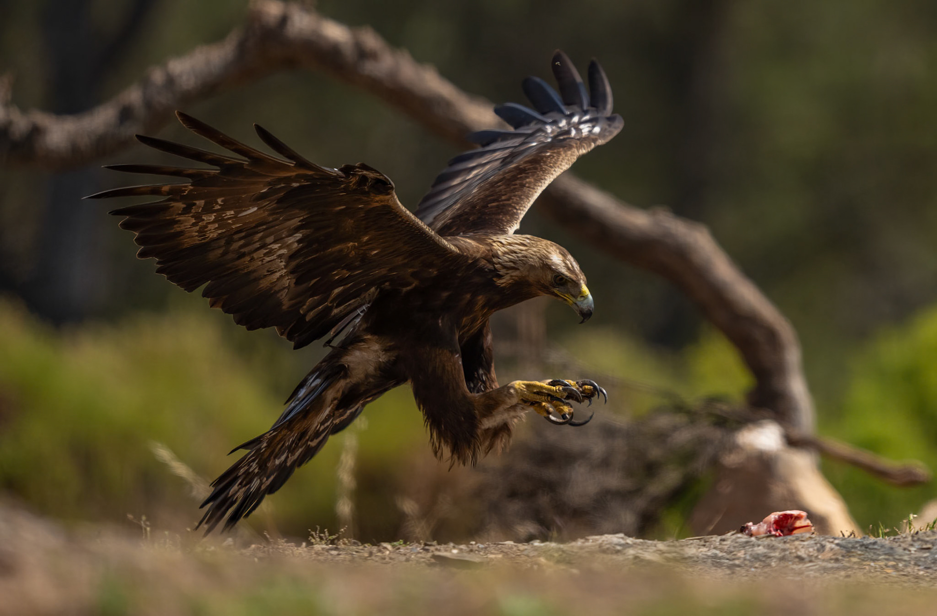 Golden Eagle, Adamuz Andalucia, Spain. 29-05-23.