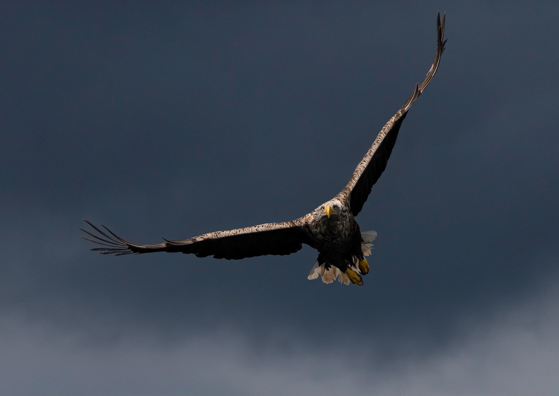 White-tailed Eagle, Loch Na Keal, Mull, Scotland. 05/08/21.