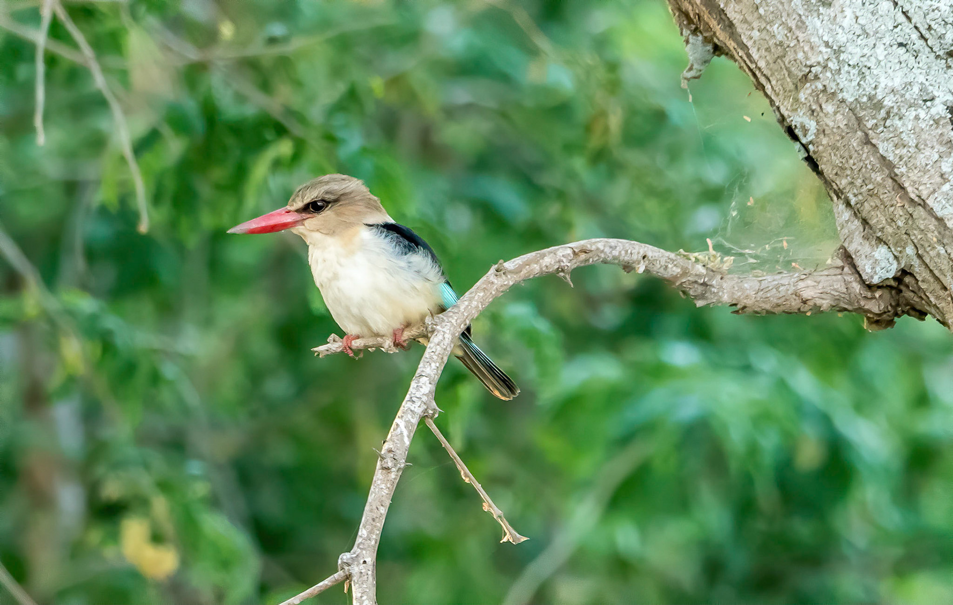 Woodland Kingfisher, Chongwe Zambia 06/09/17