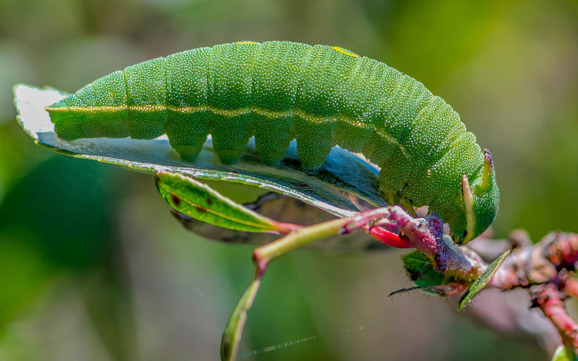 Two-tailed Pasha caterpillar, La Biar Spain 14/03/16