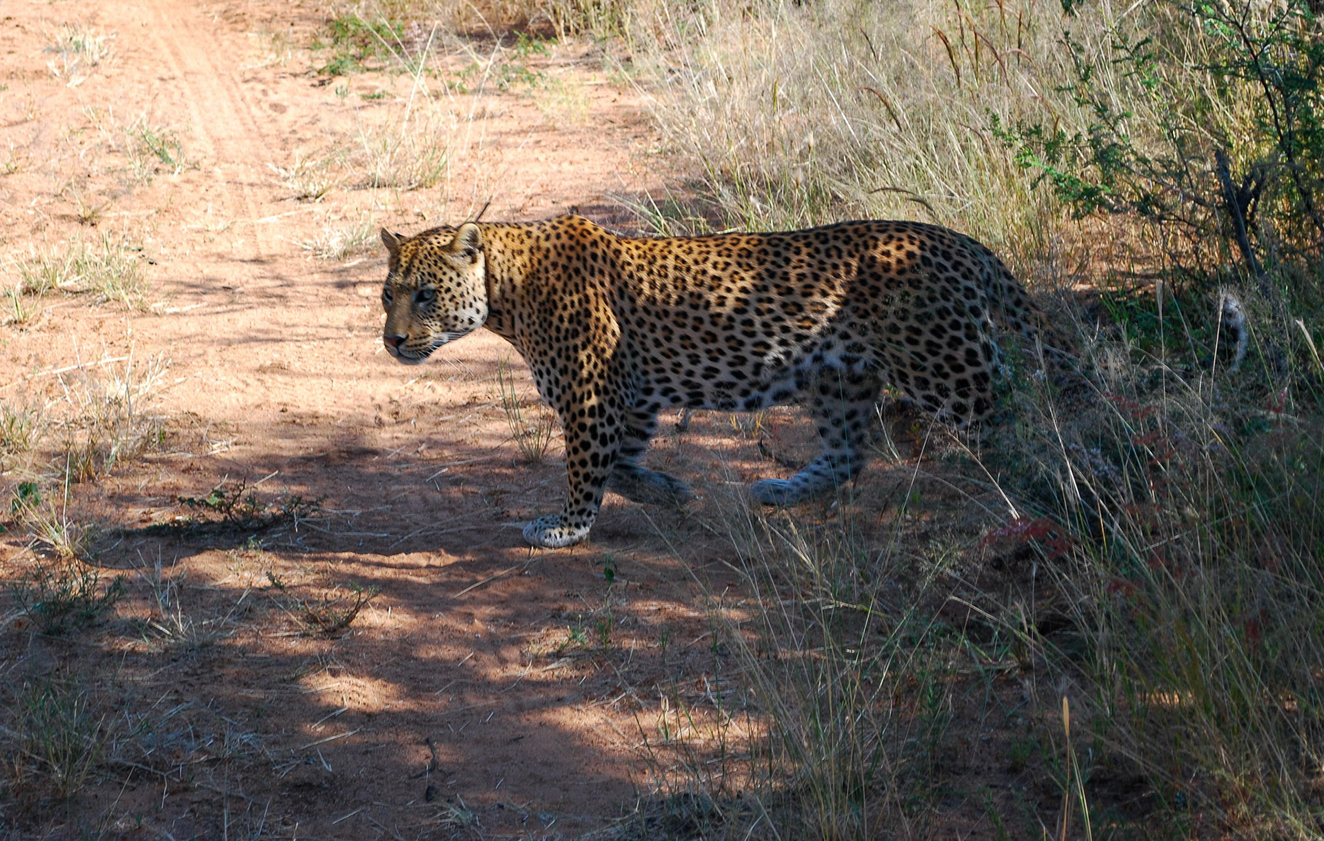Leopard, Okonjima Namibia 19/04/09