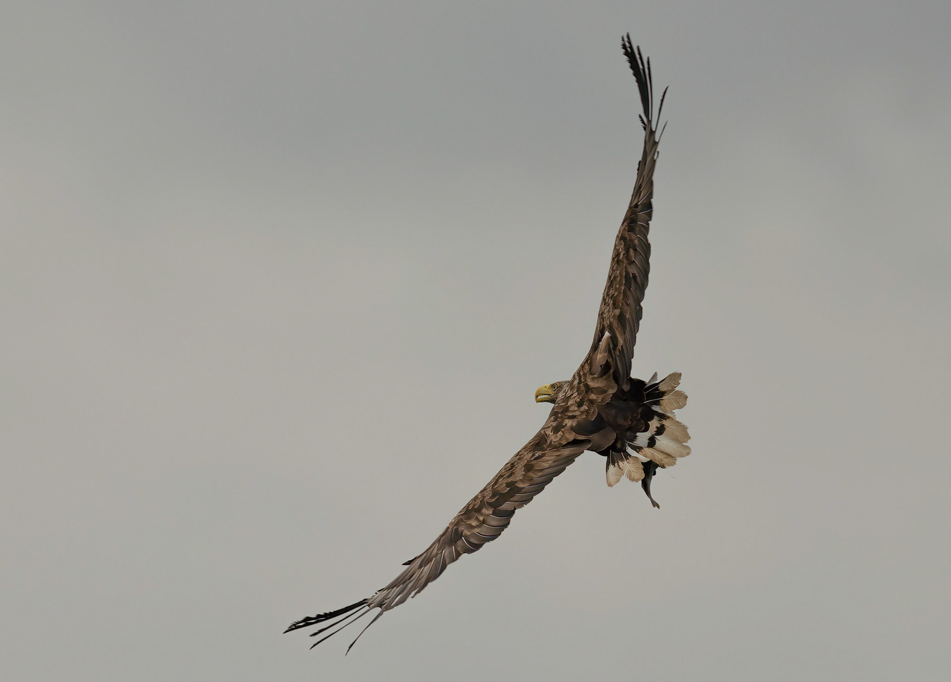 White-tailed Eagle, Loch Na Keal, Mull, Scotland. 05/08/21.