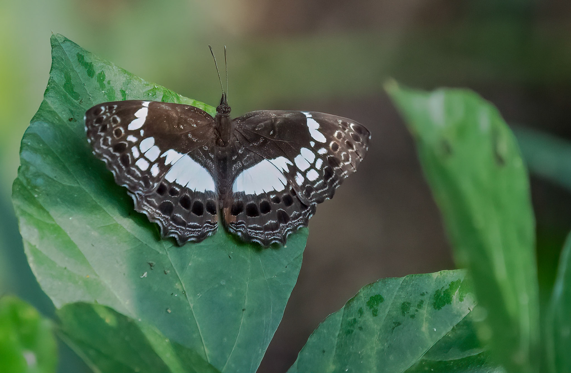 Scalloped False Sailer, Bwindi Forest, Uganda. 05-08-23.