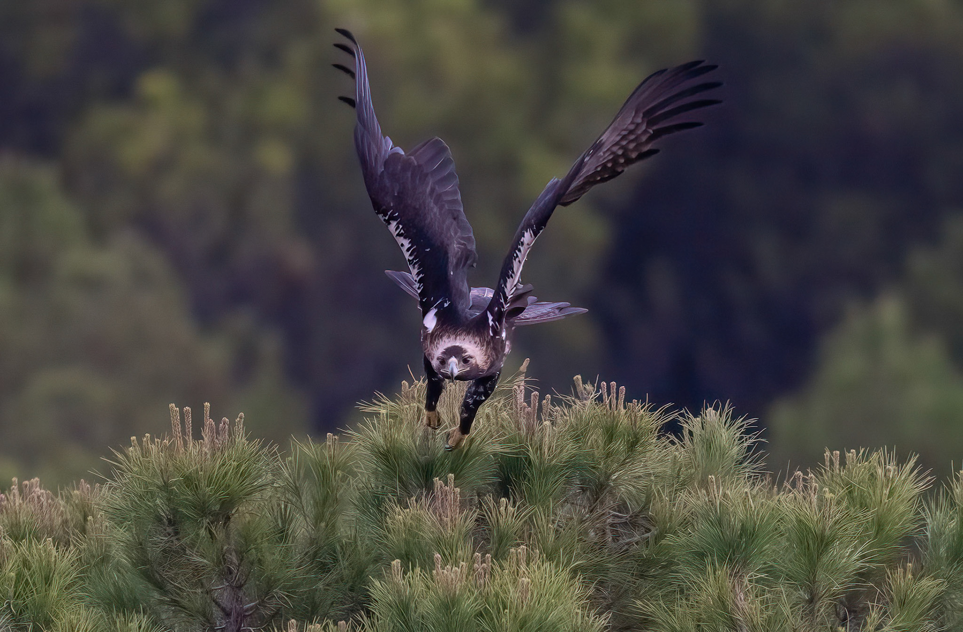 Spanish Imperial Eagle, Adamuz ,Andalucia Spain. 29-05-23.