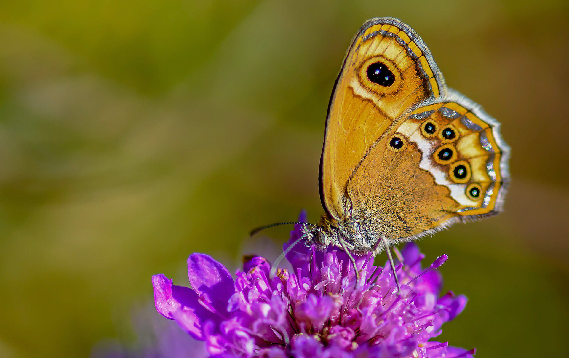 Dusky Heath, La Biar Spain 05/06/16