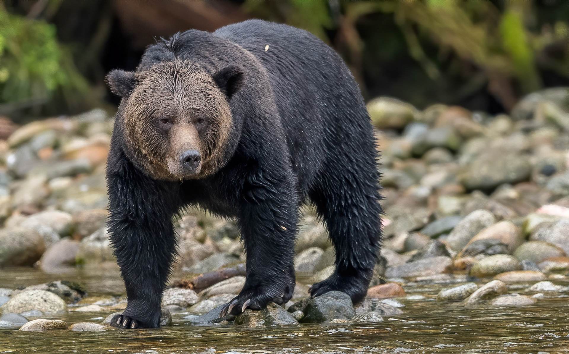 Brown Bear . Nekite river British Columbia 23/09/18