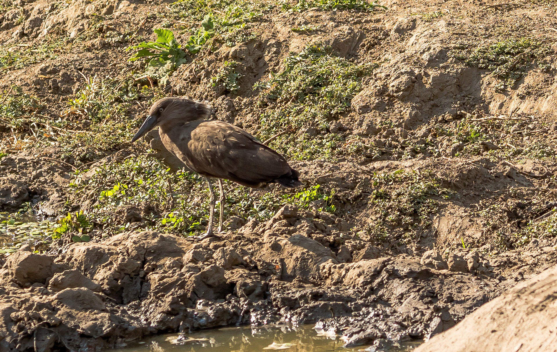 Hamerkop, Chongwe Zambia 05/09/17