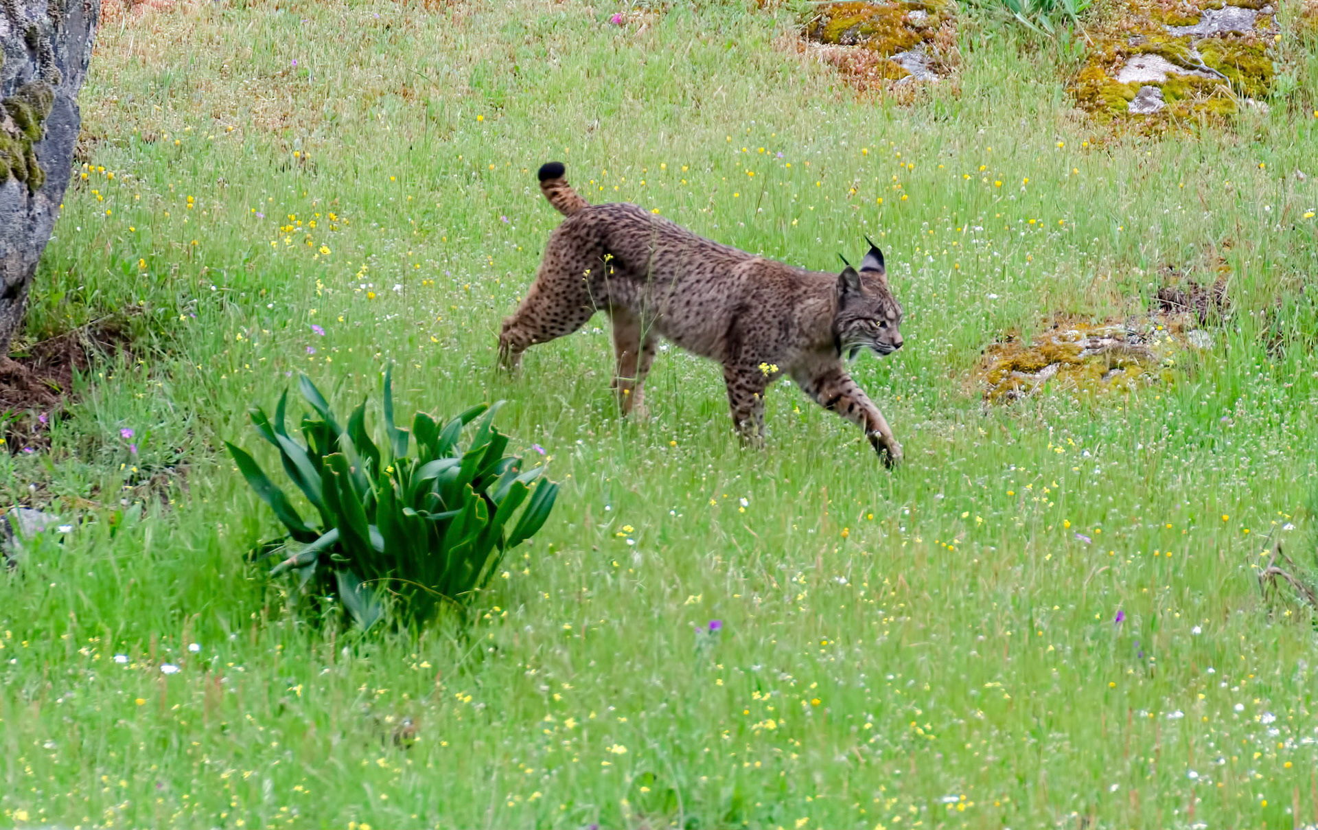 Iberian Lynx f, Anducar, Spain 17/04/15