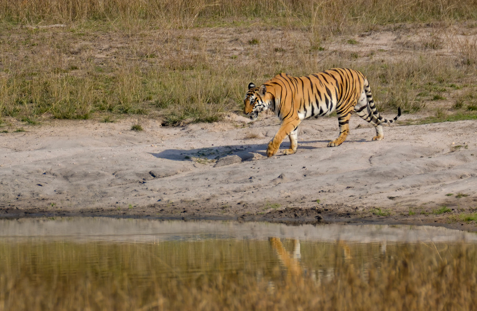 Tigress, Bandhavgarh, Madhya Pradesh India 18/03/14.