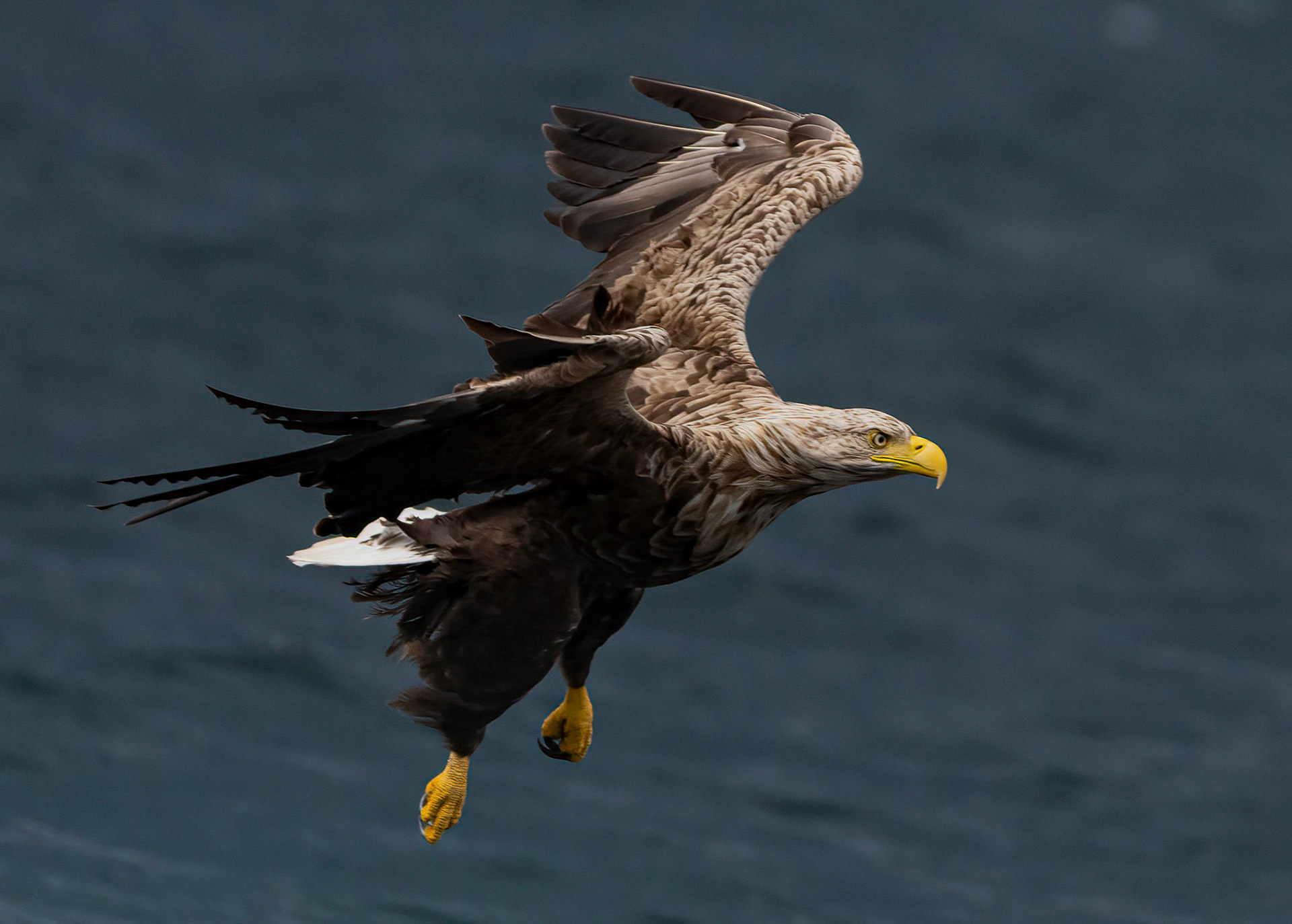 White-tailed Eagle, Loch Na Keal, Mull, Scotland. 05/08/21.