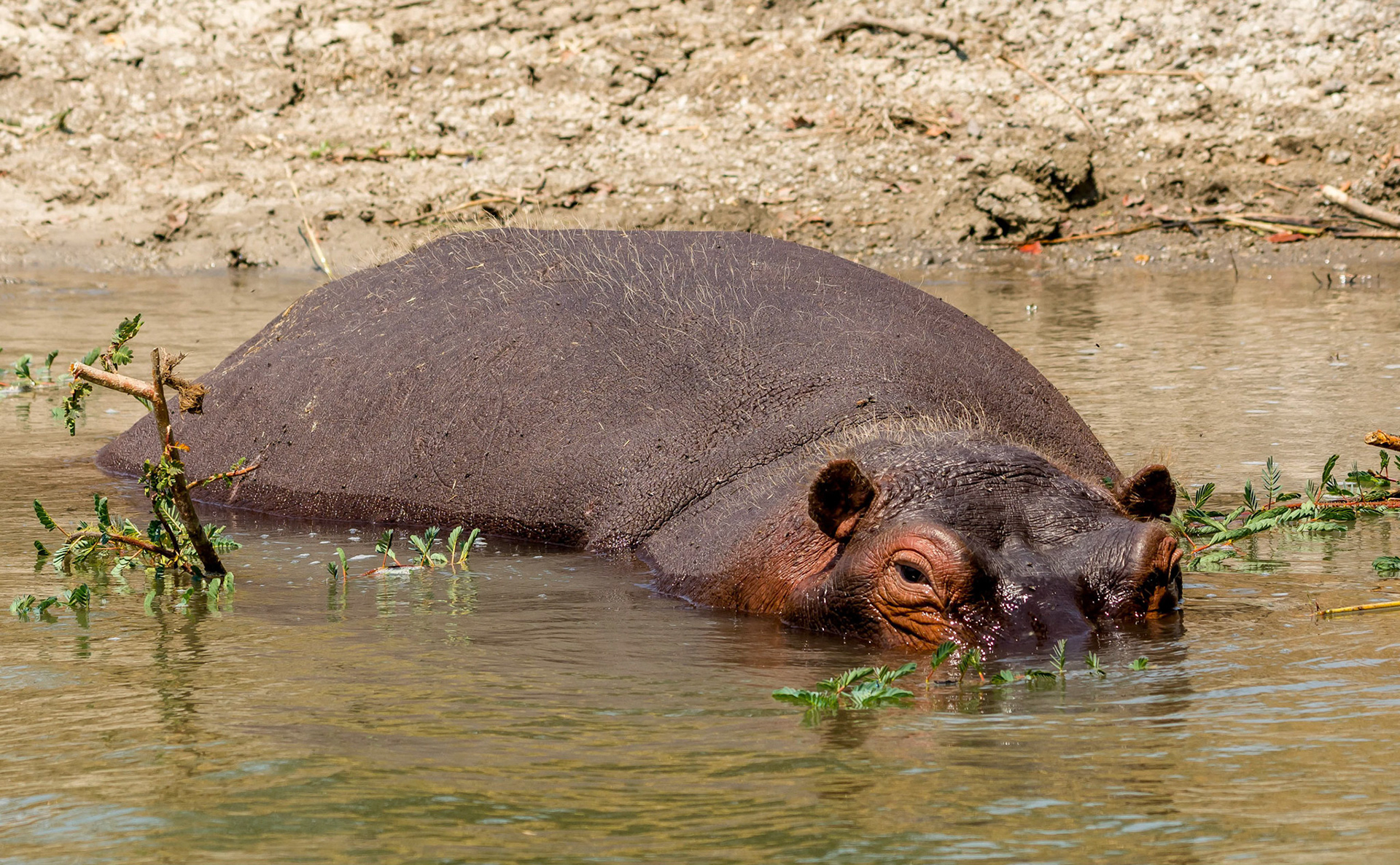 Hippopotamus m, Mukambi Zambia 02/09/17