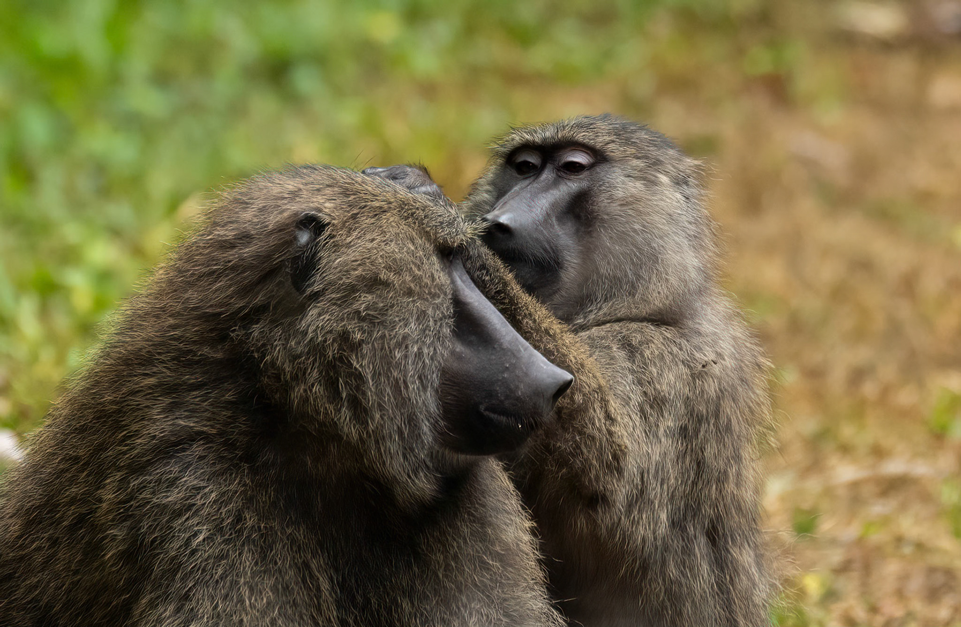 Olive Baboons, Kibale Forest Park, Uganda. 03-08-23.
