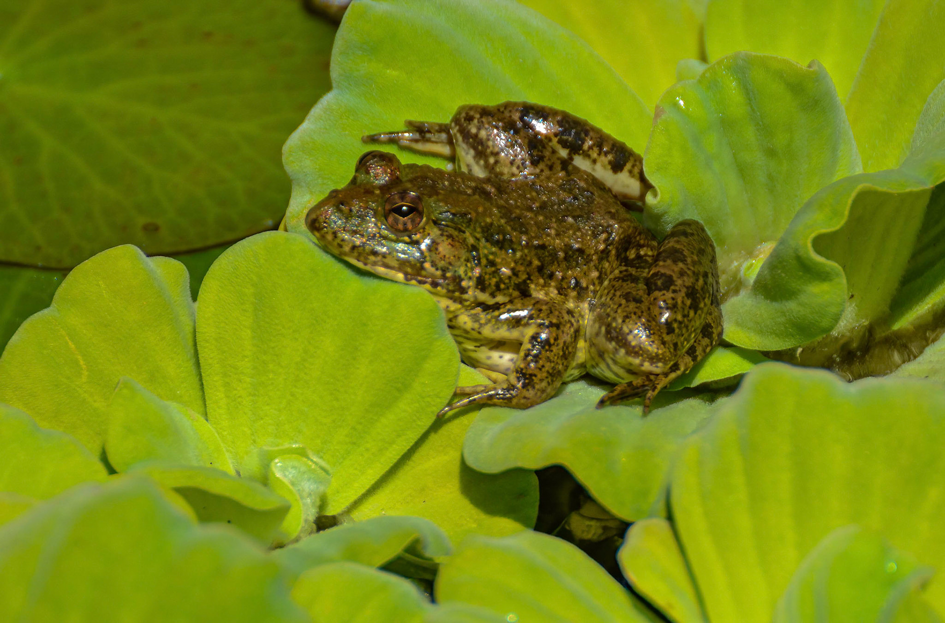 Skipper Frog, Khajuraho Madhya Pradesh India 16/03/14.