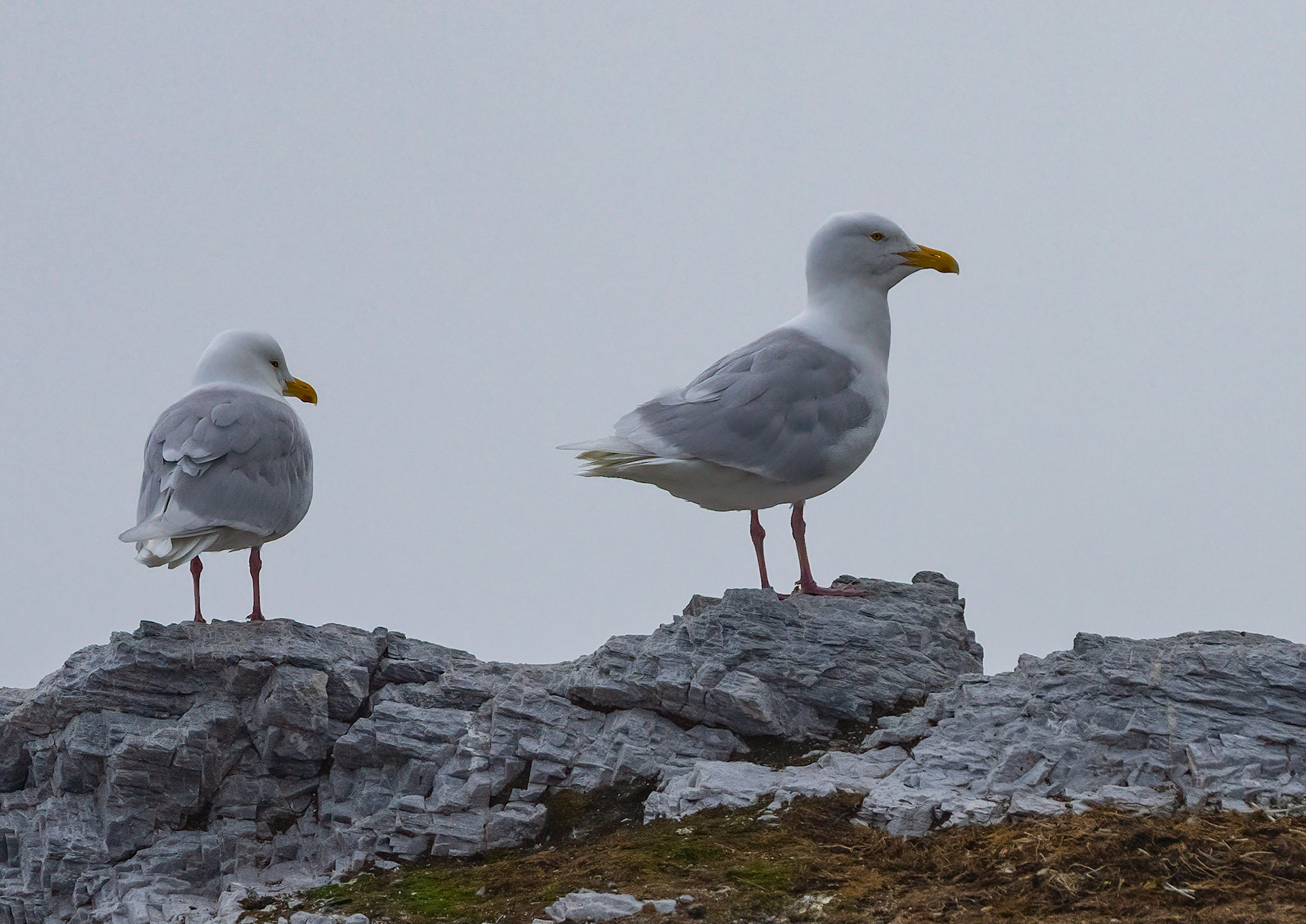 Glaucous Gulls, Gnalodden, Svalbard. 07-08-2022.