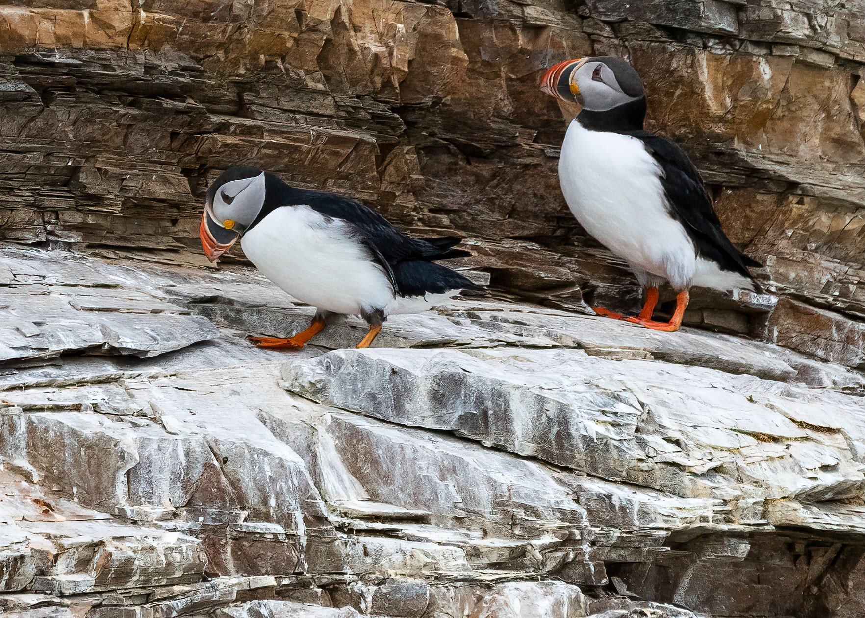 Puffins, Kongsfjorden, Svalbard. 02-08-2022.