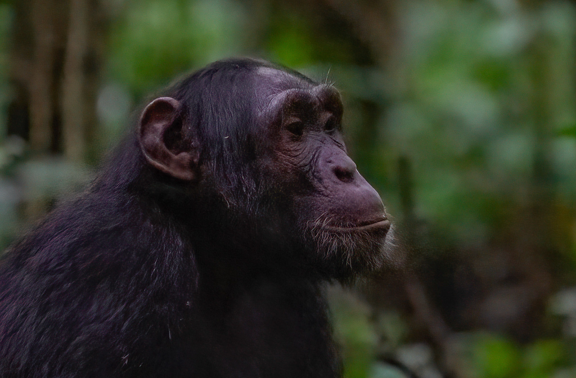 Chimpanzee, Kibale Forest Park, Uganda. 03-08-23.