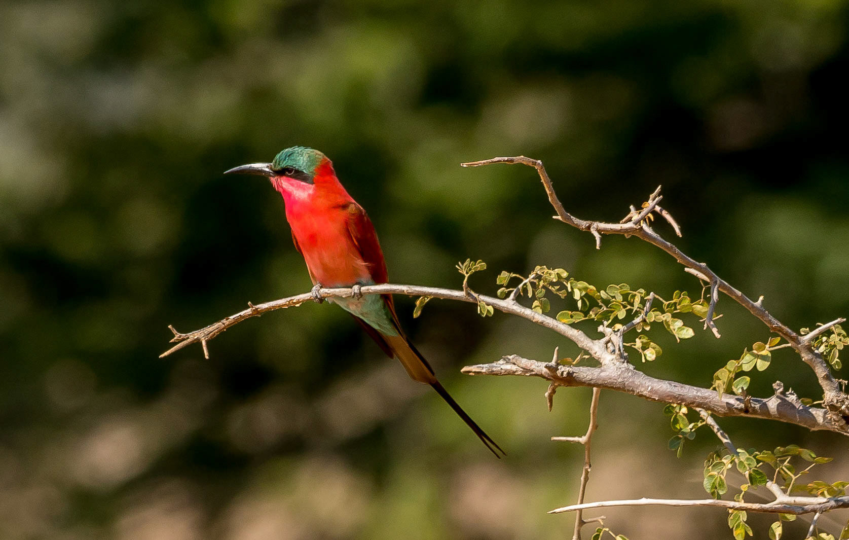 Carmine Bee-eater, Chongwe Zambia 06/09/17