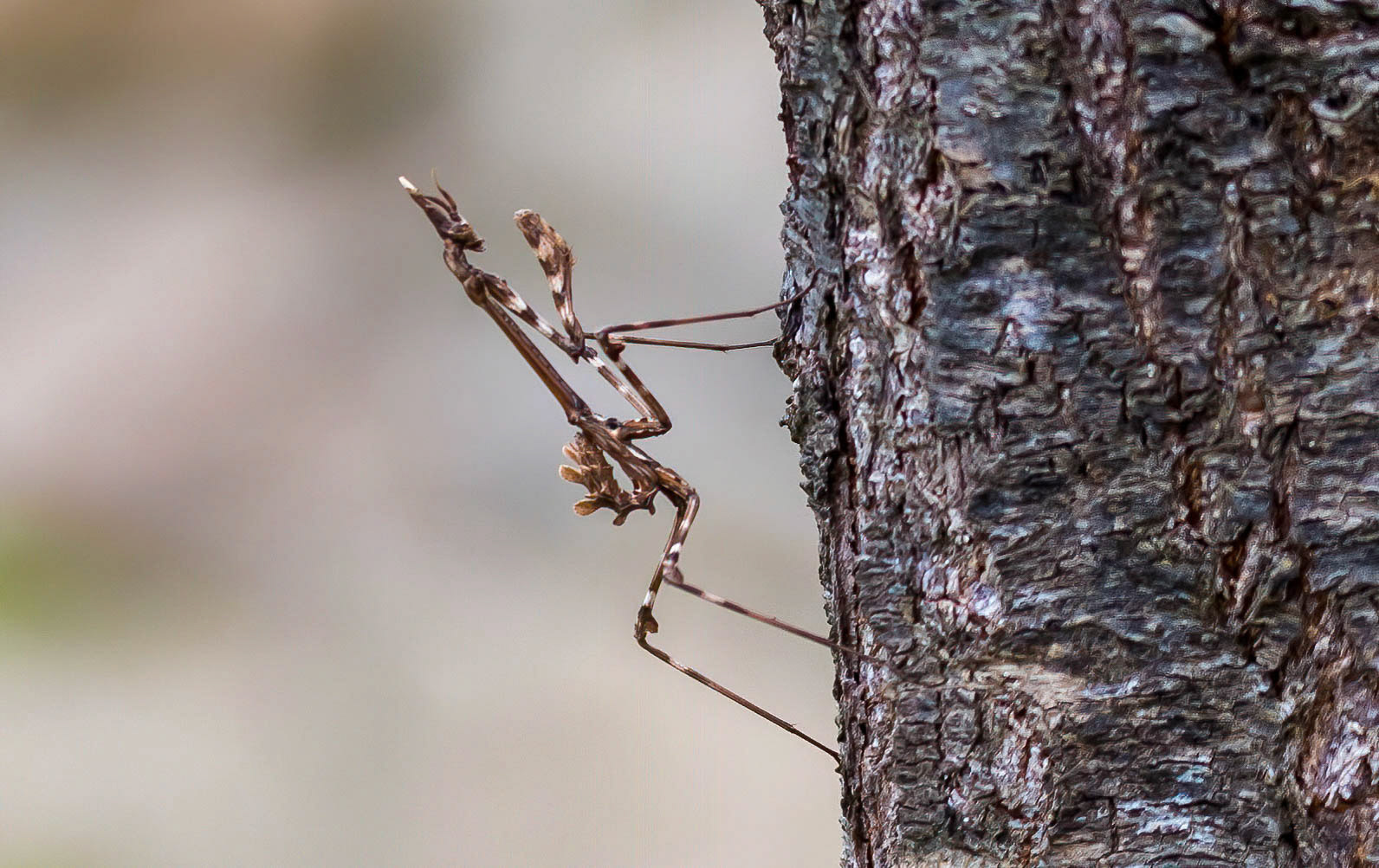 Conehead Praying Mantis, La Biar Spain 14/03/18
